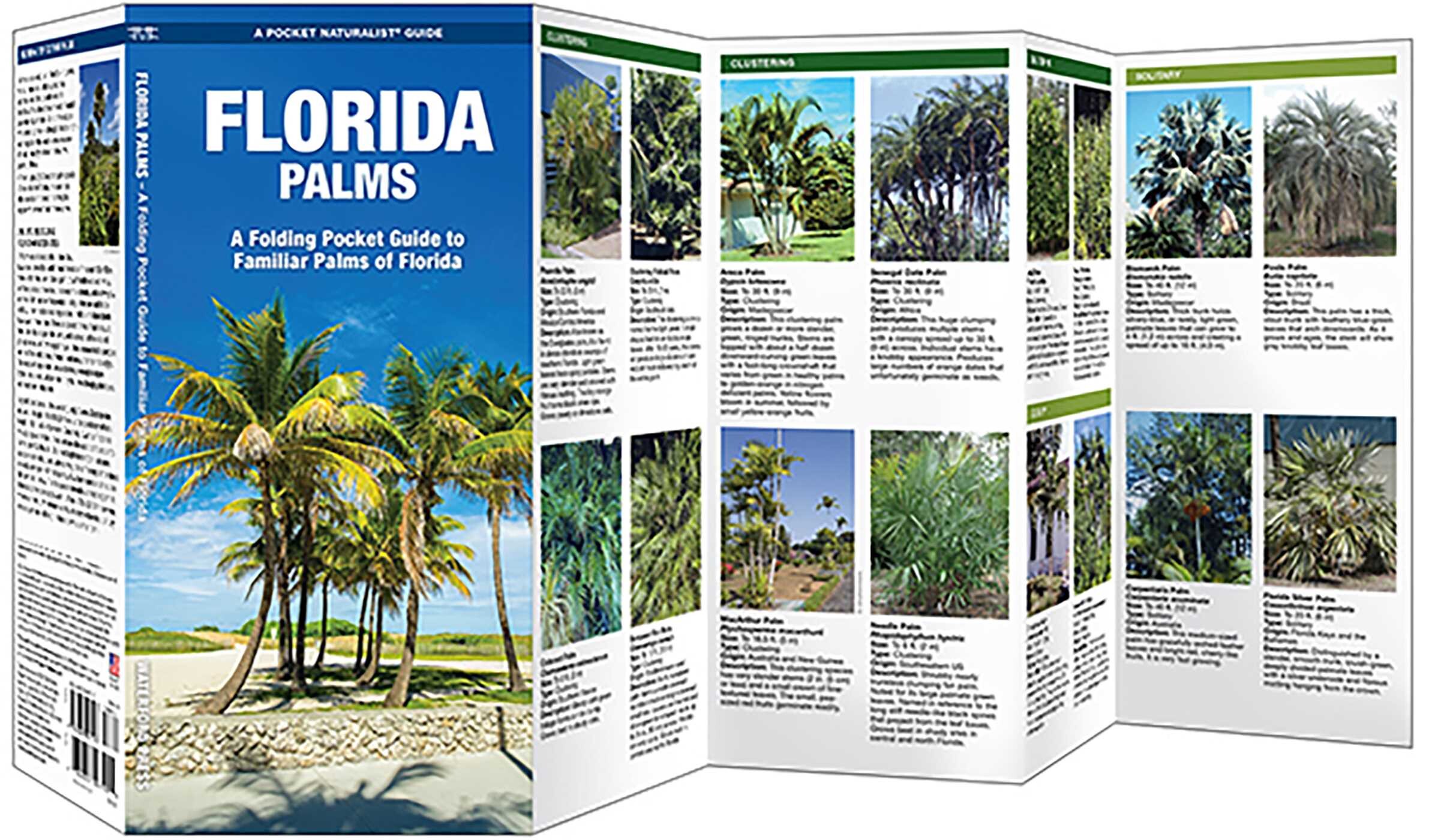 Florida Palms