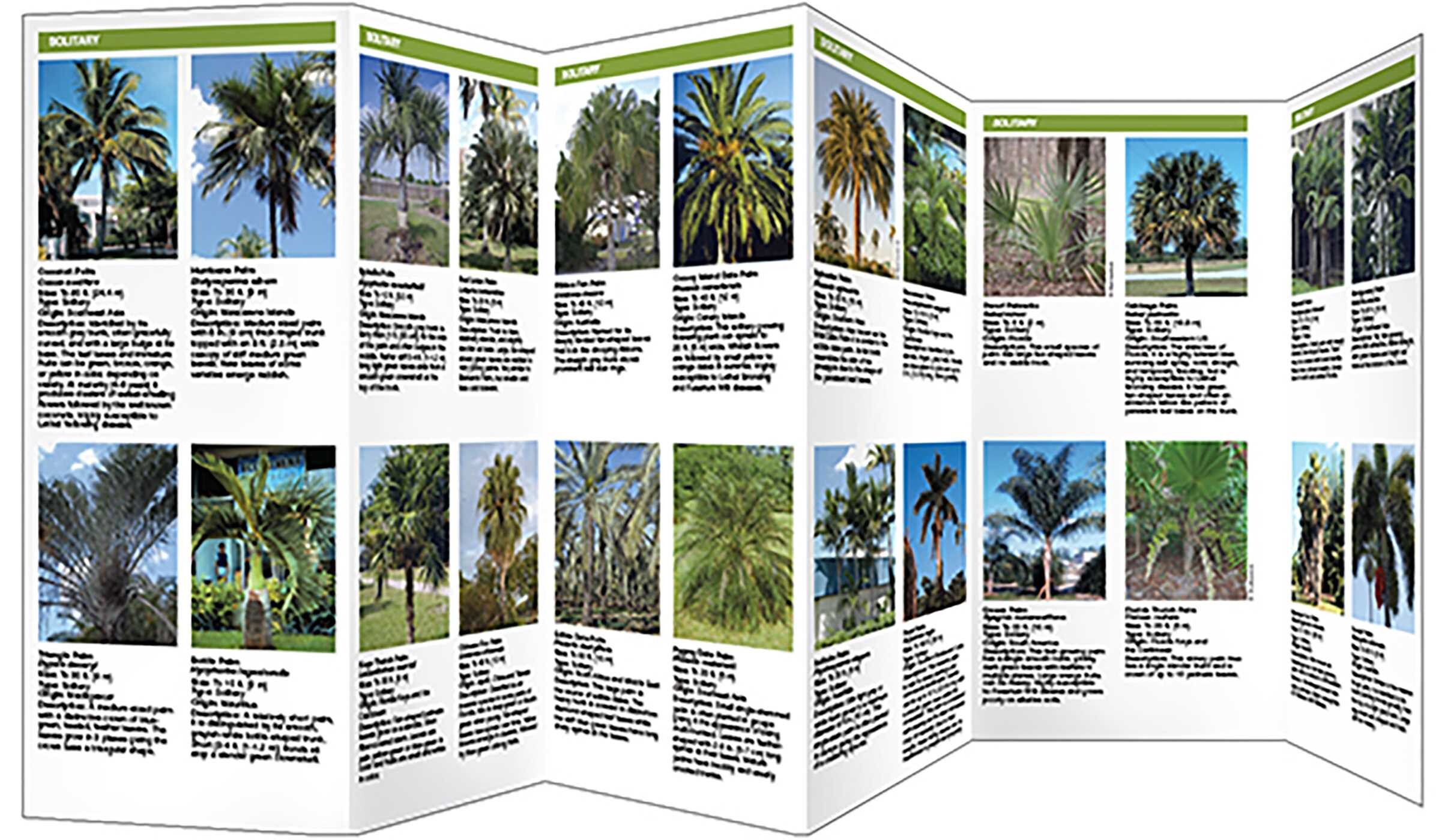 Florida Palms