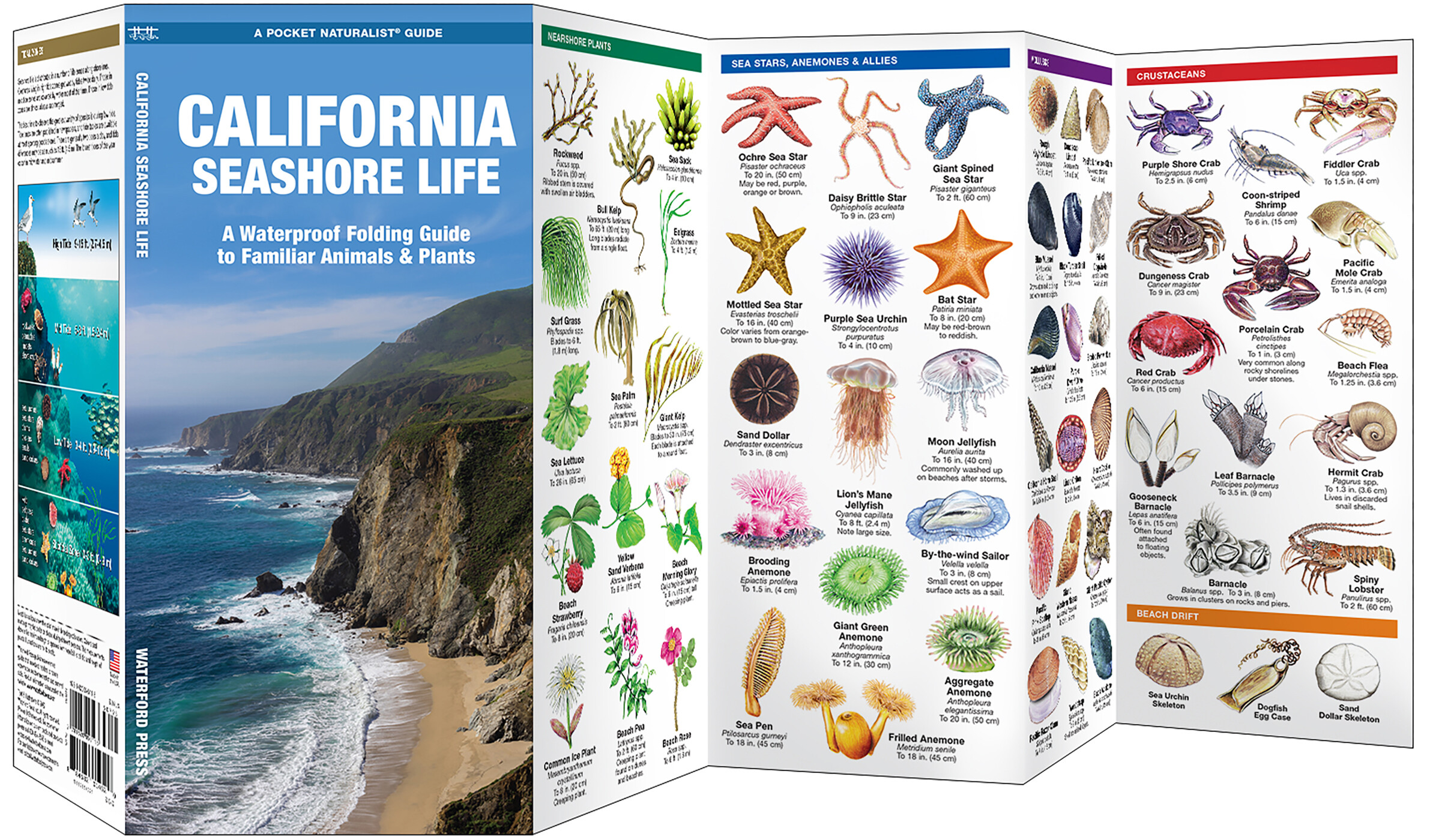 California Seashore Life, 2nd Ed