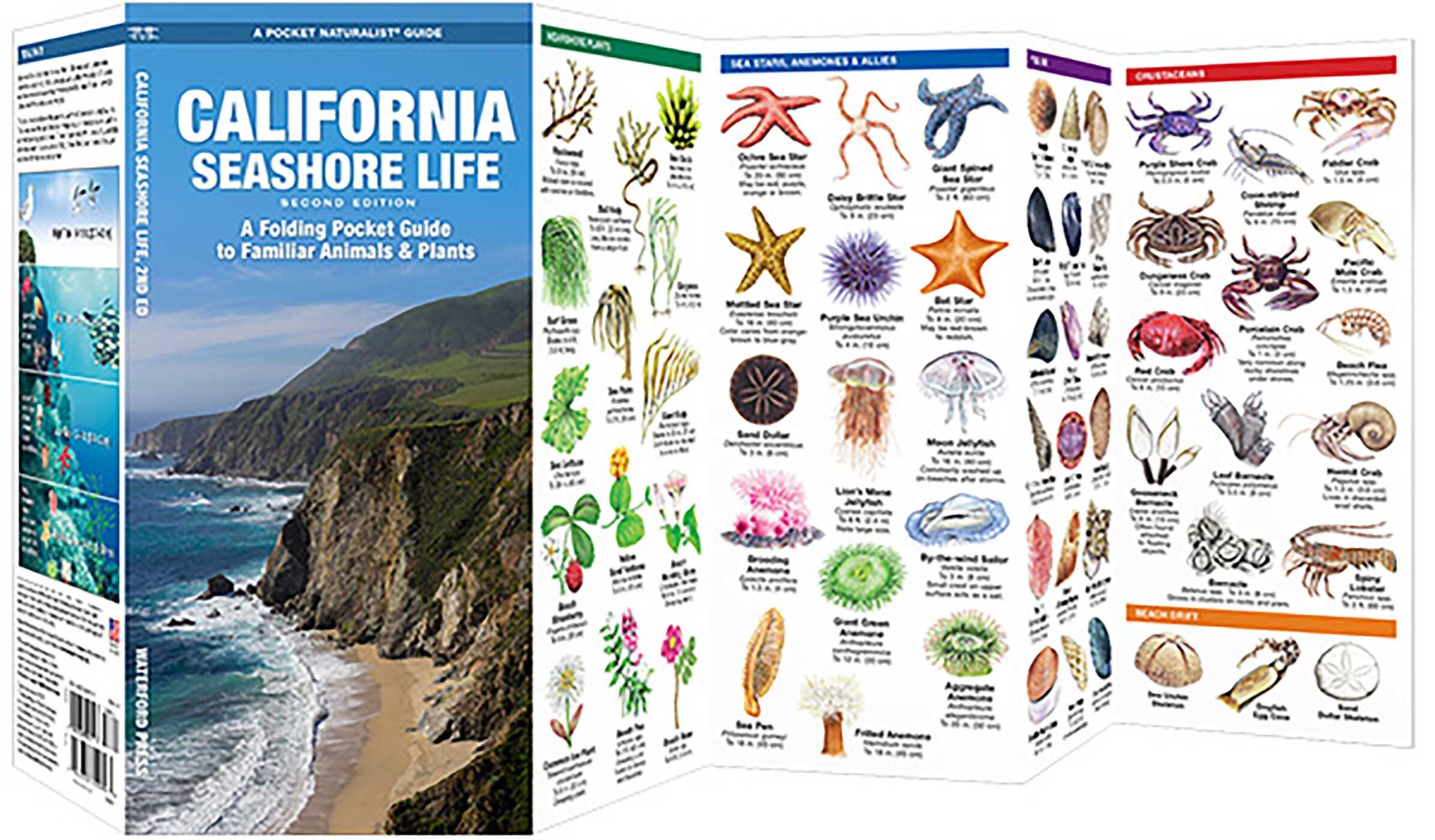 California Seashore Life