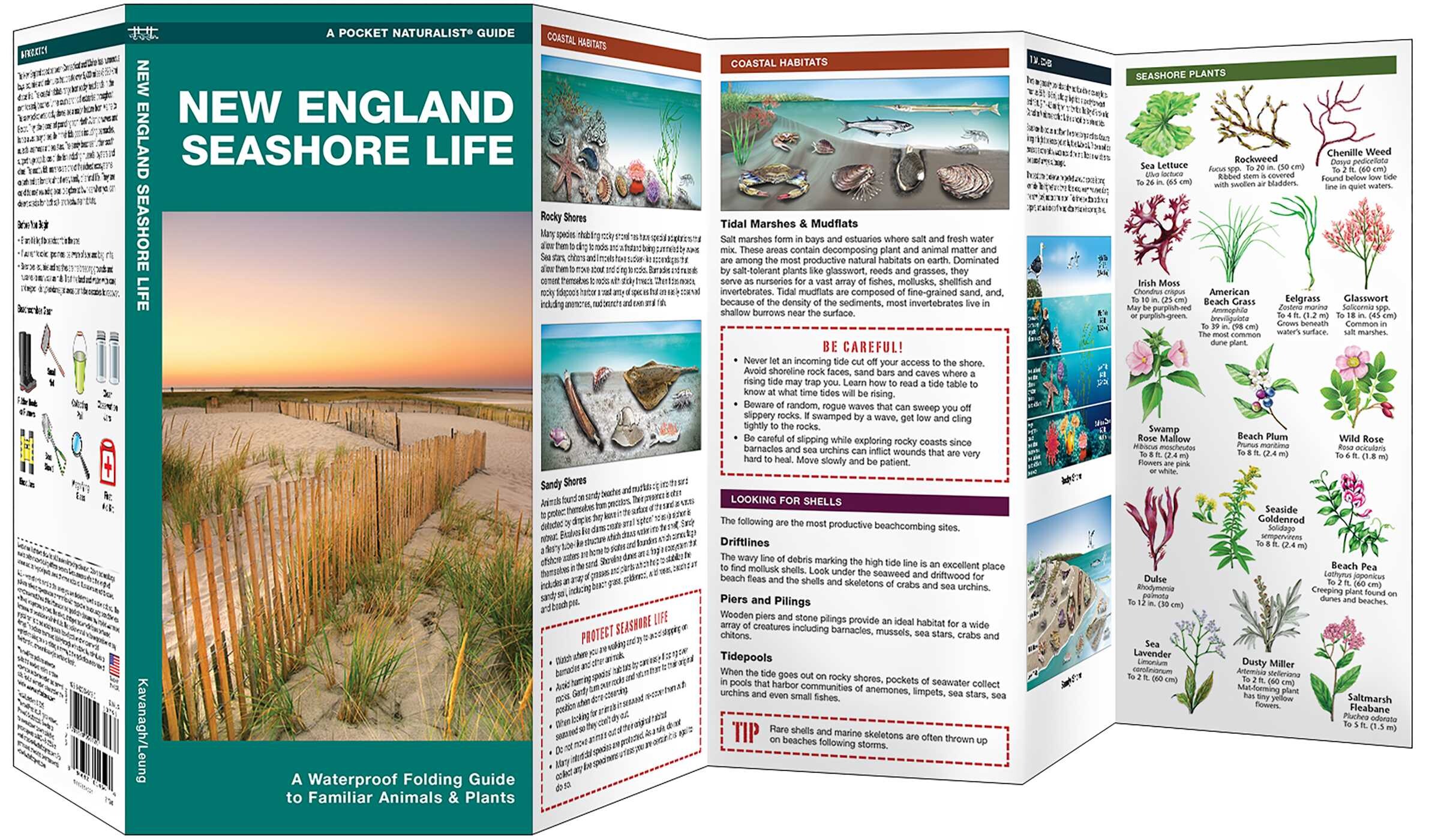 New England Seashore Life
