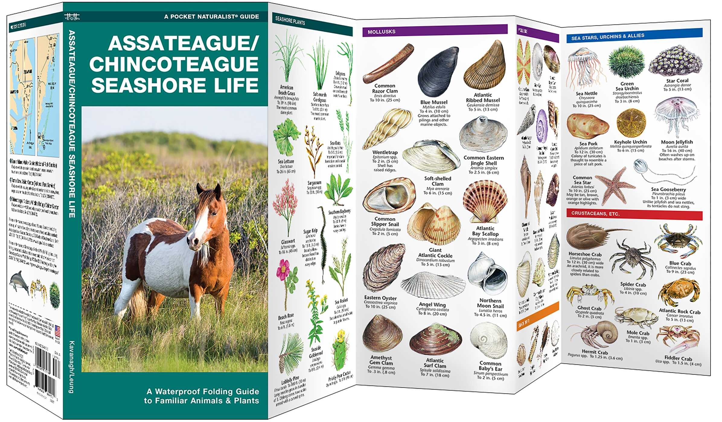 Assateague/Chincoteague Seashore Life