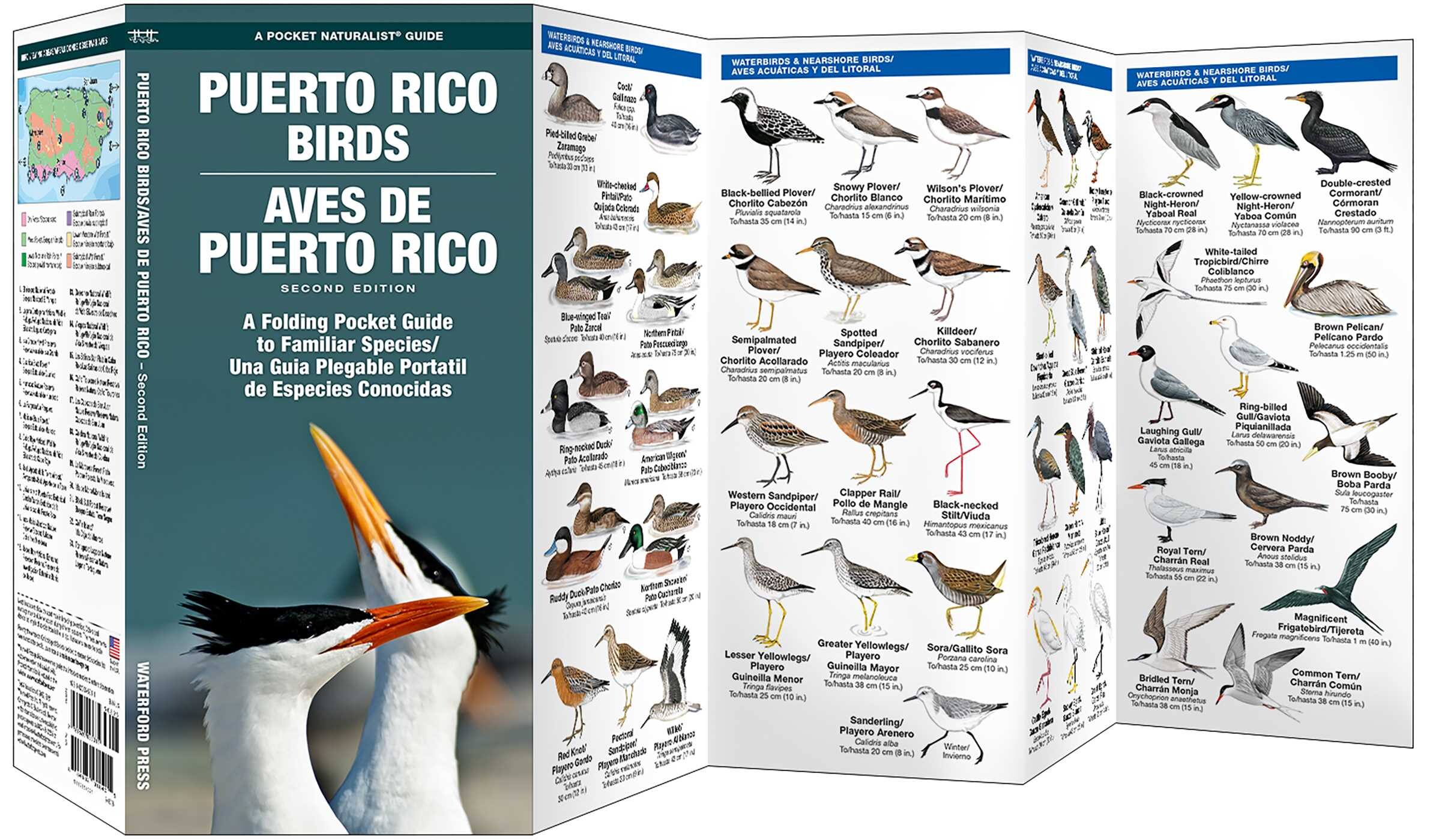 Puerto Rico Birds/Aves de Puerto Rico