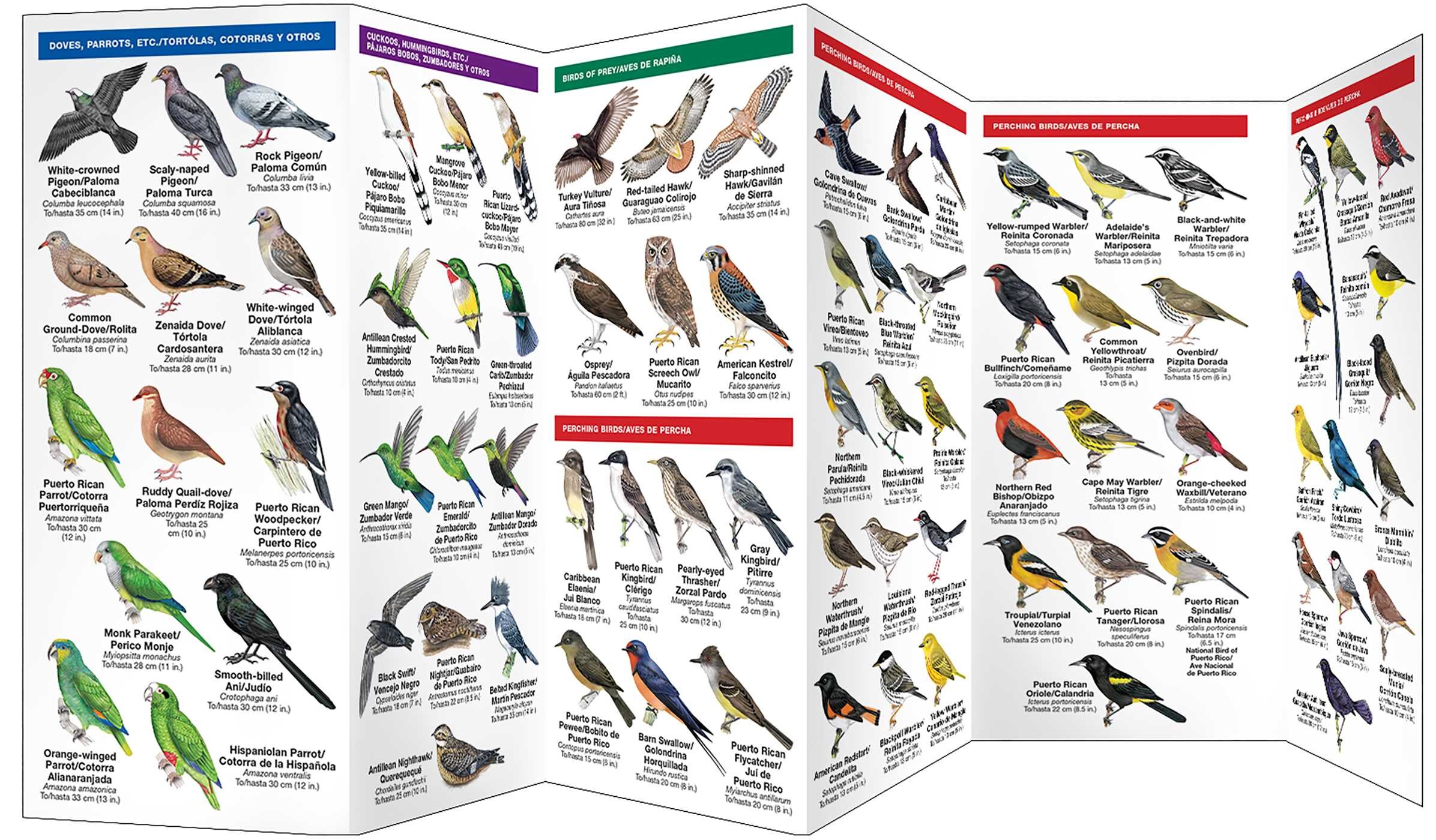 Puerto Rico Birds/Aves de Puerto Rico