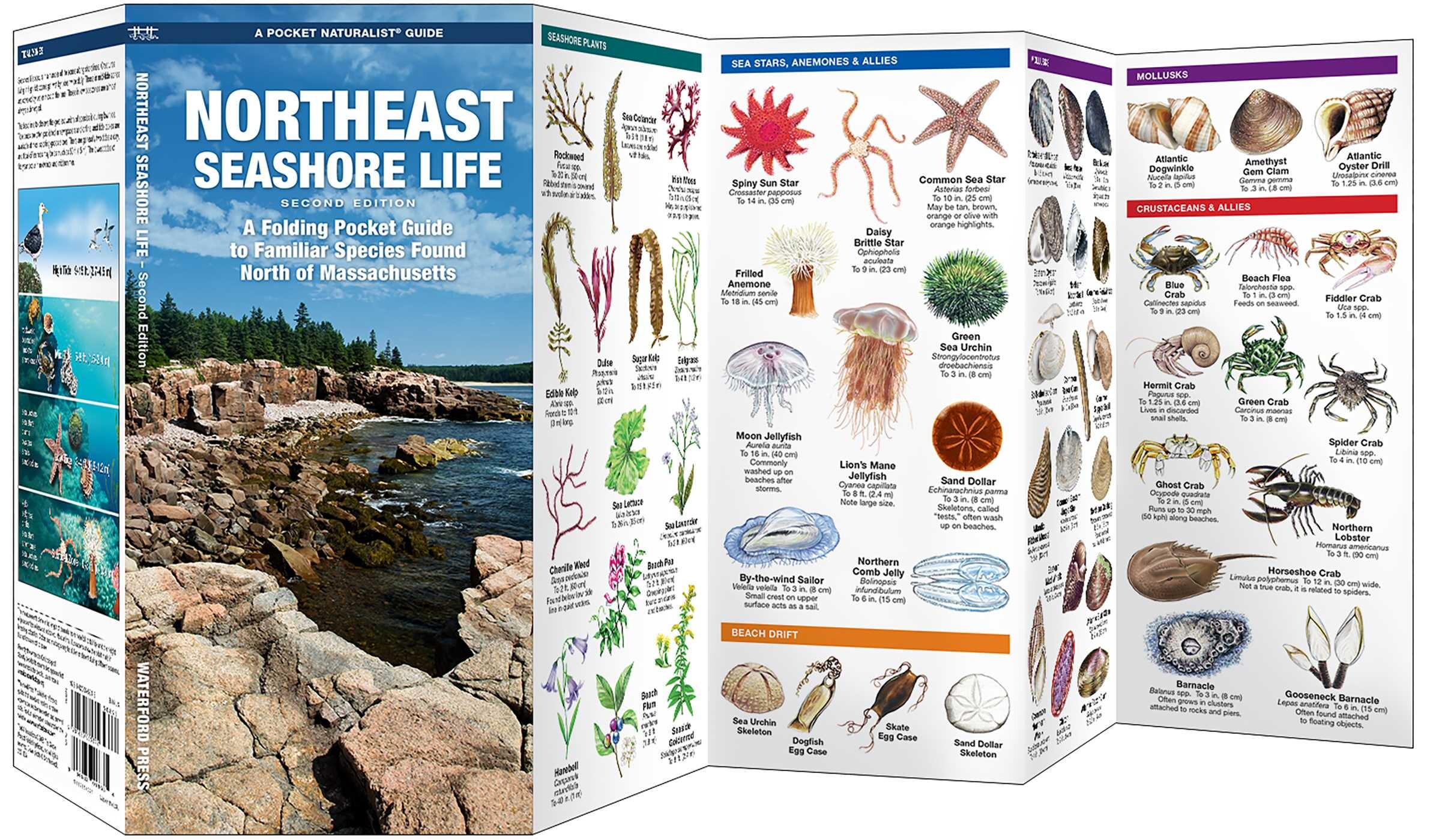 Northeast Seashore Life