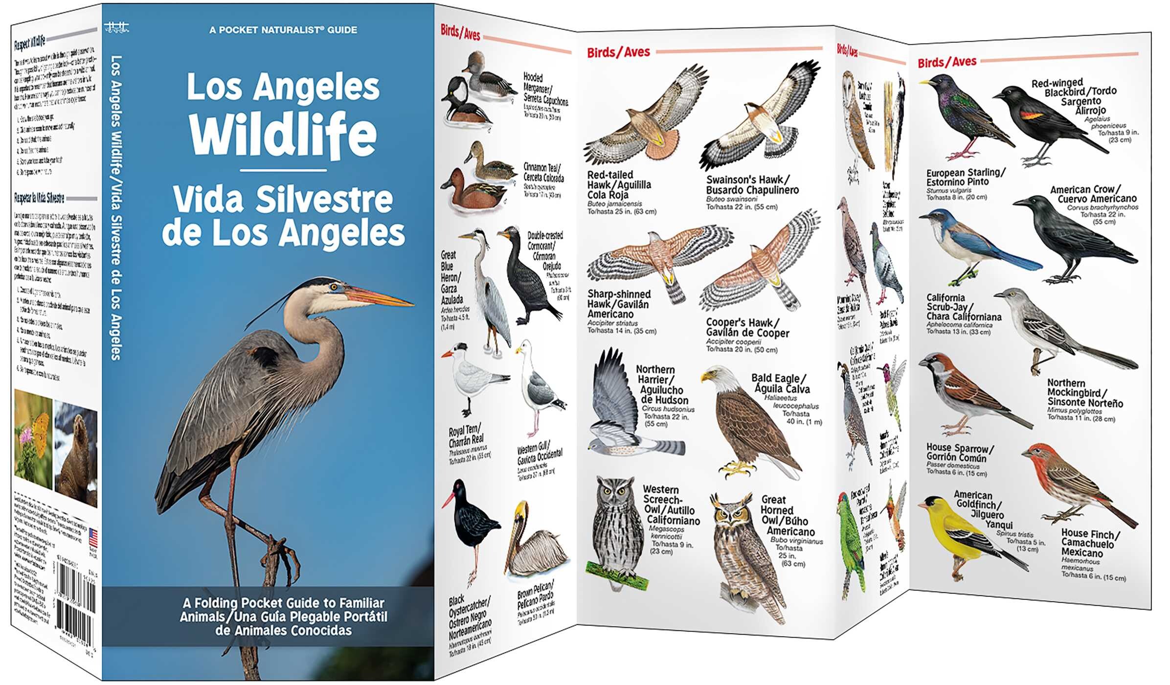 Los Angeles Wildlife/Vida Silvestre de Los Angeles