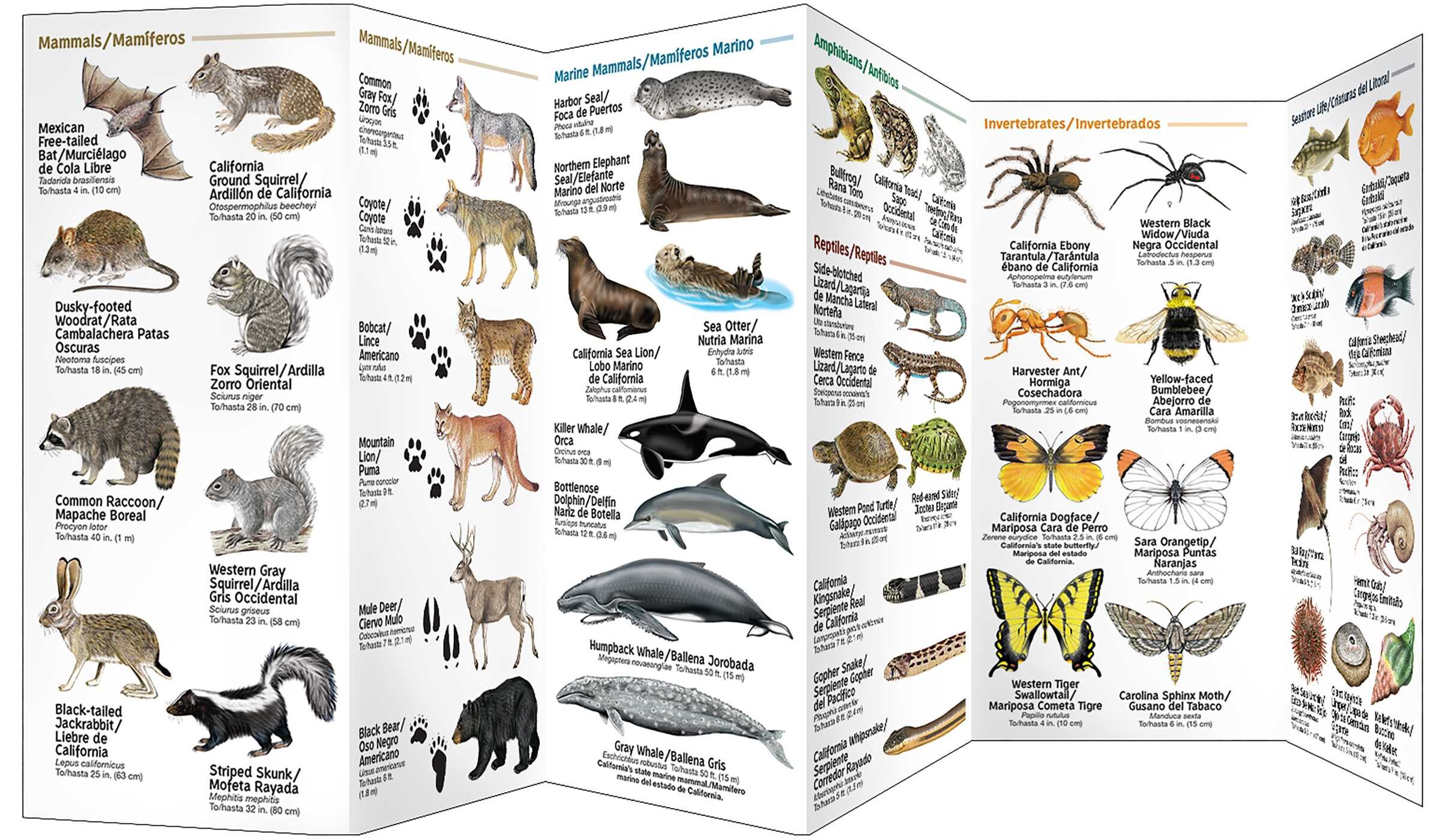 Los Angeles Wildlife/Vida Silvestre de Los Angeles