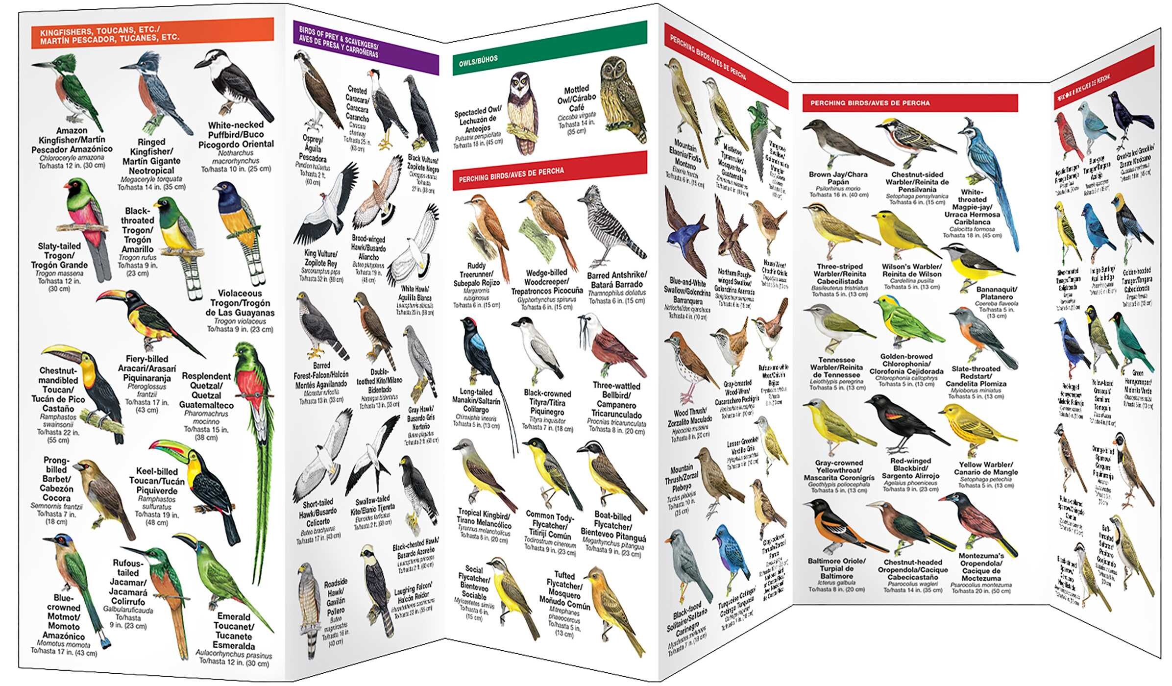 Costa Rica Birds/Aves de Costa Rica