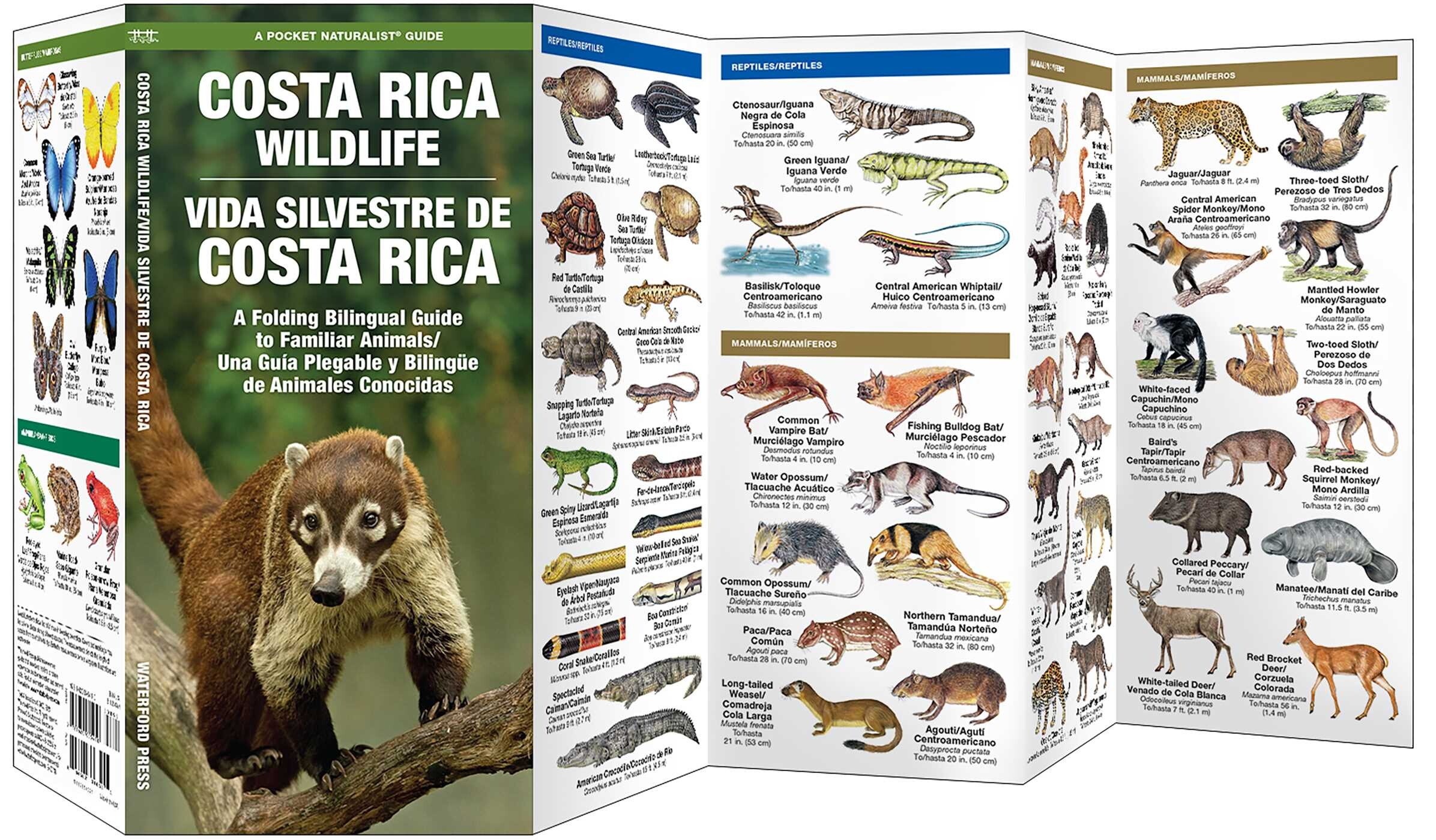 Costa Rica Wildlife/Vida Silvestre de Costa Rica