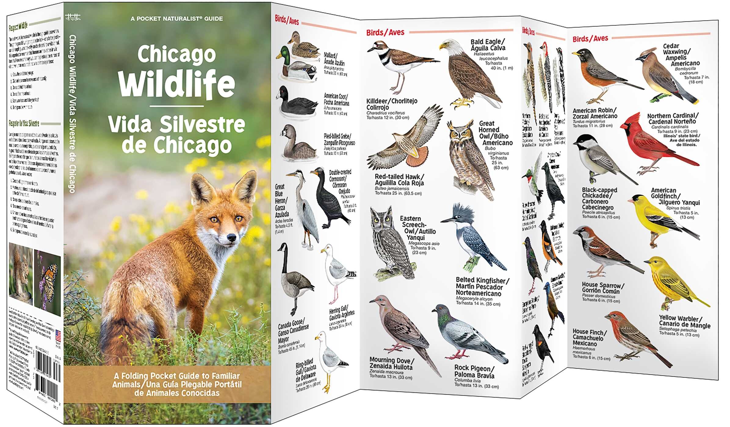 Chicago Wildlife/Vida Silvestre de Chicago