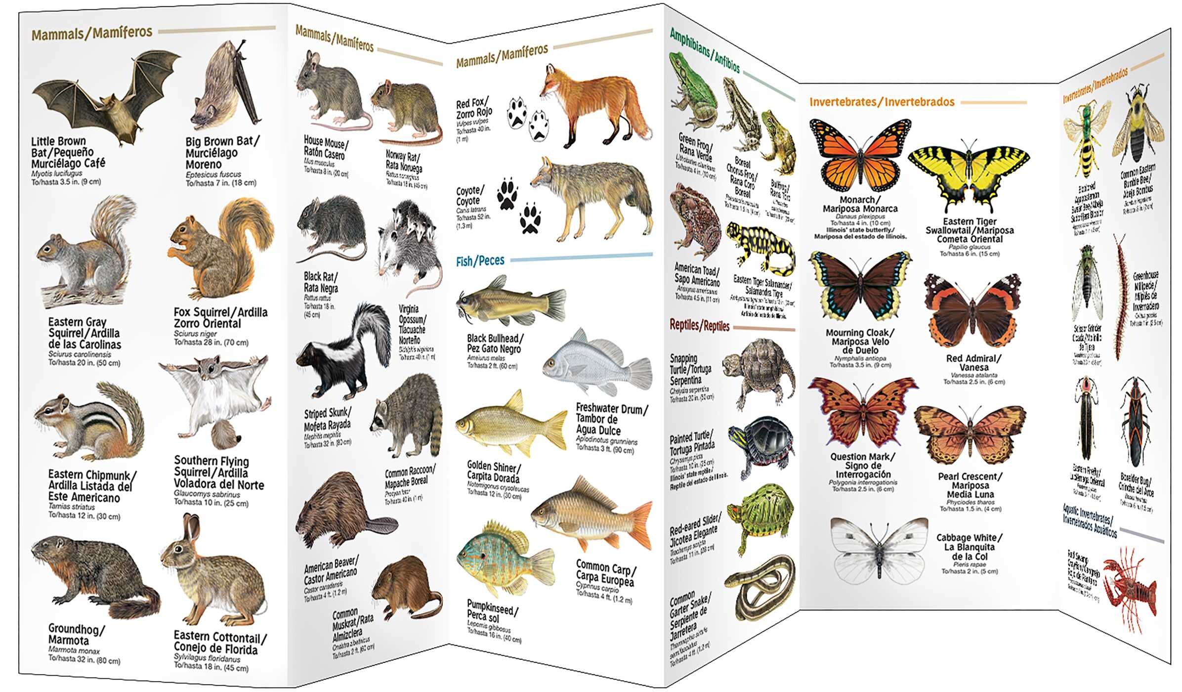 Chicago Wildlife/Vida Silvestre de Chicago