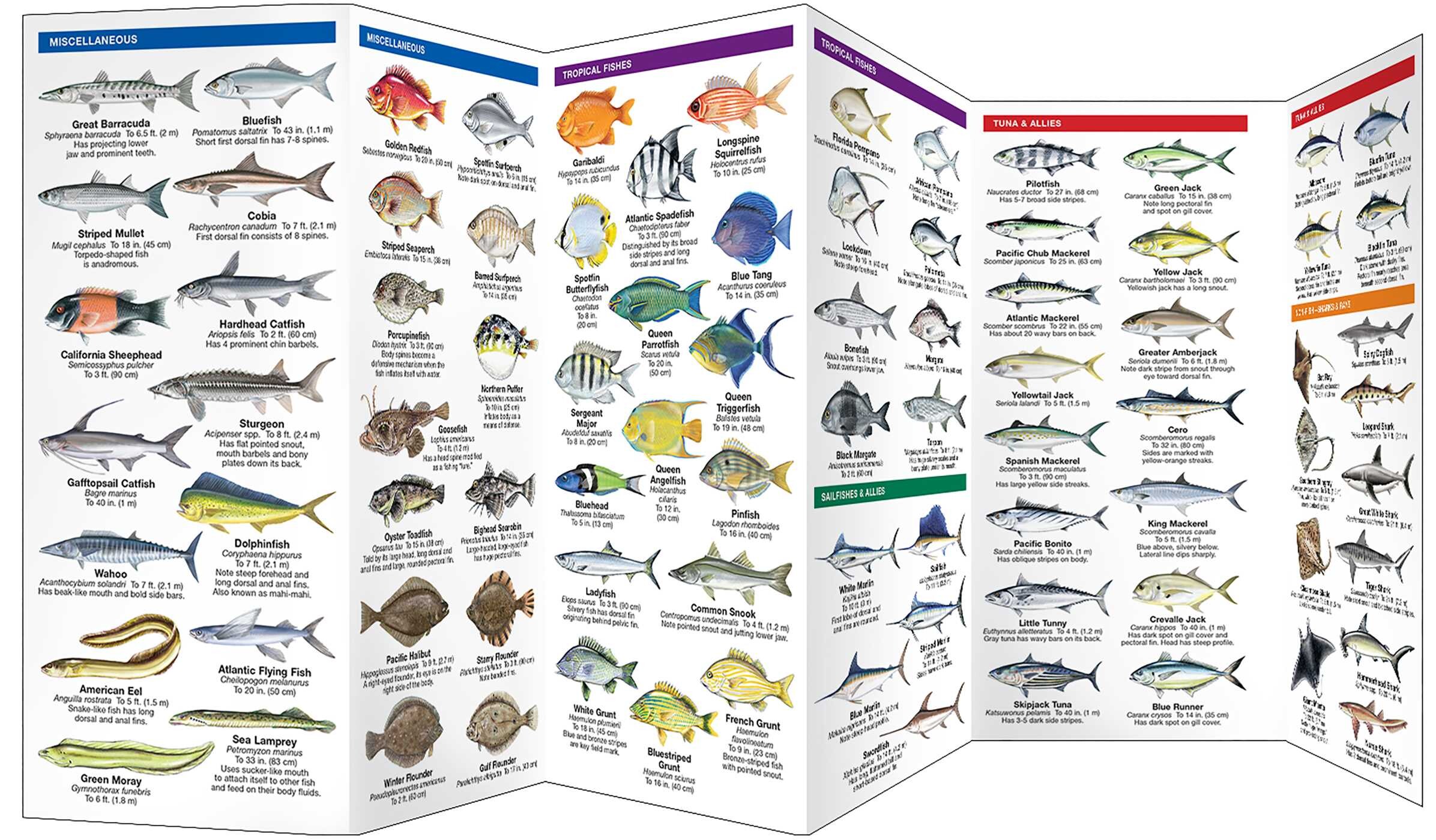 Saltwater Fishes, 2nd Ed
