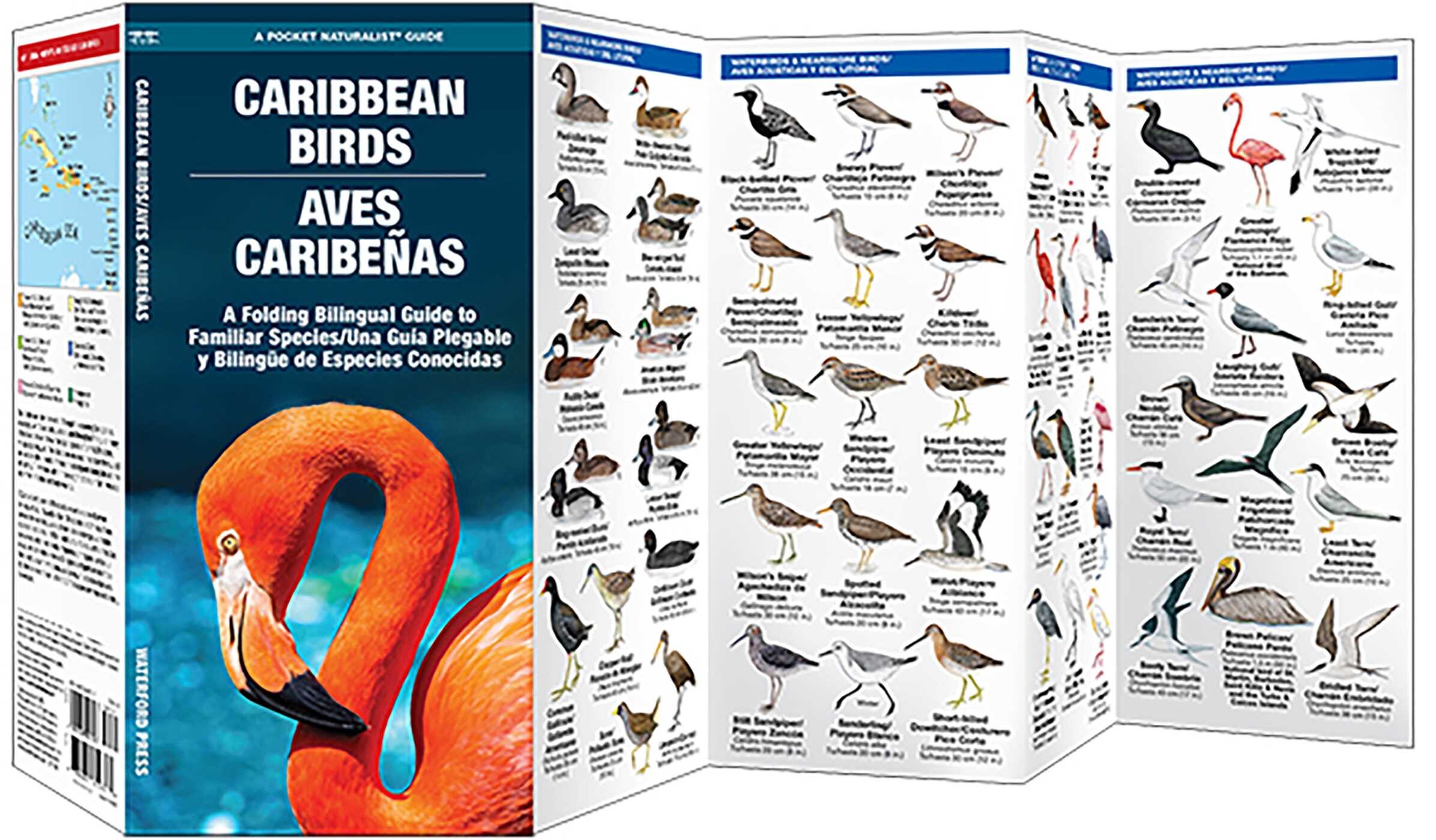 Caribbean Birds/Aves Caribenas