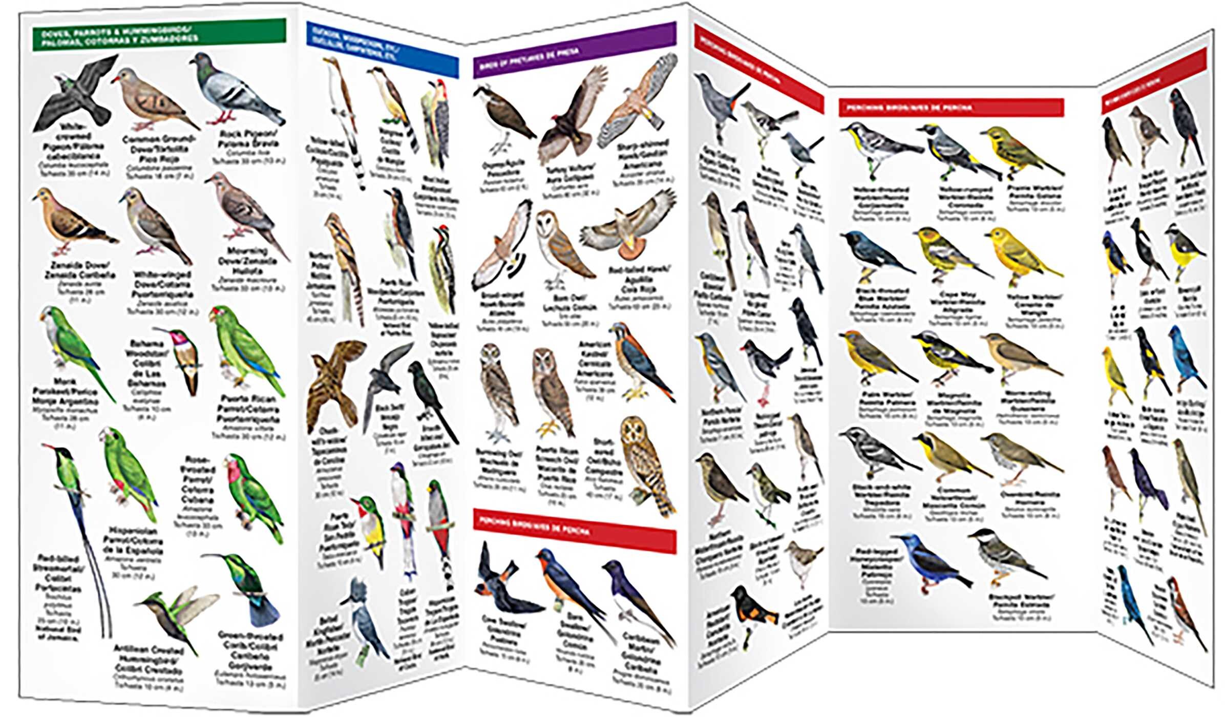 Caribbean Birds/Aves Caribenas
