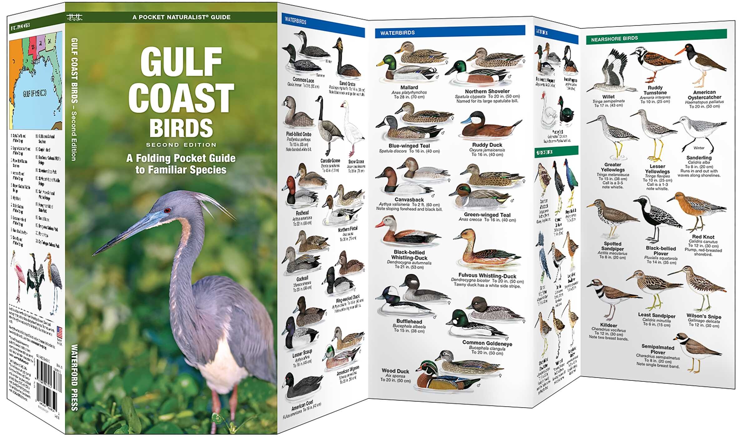 Gulf Coast Birds