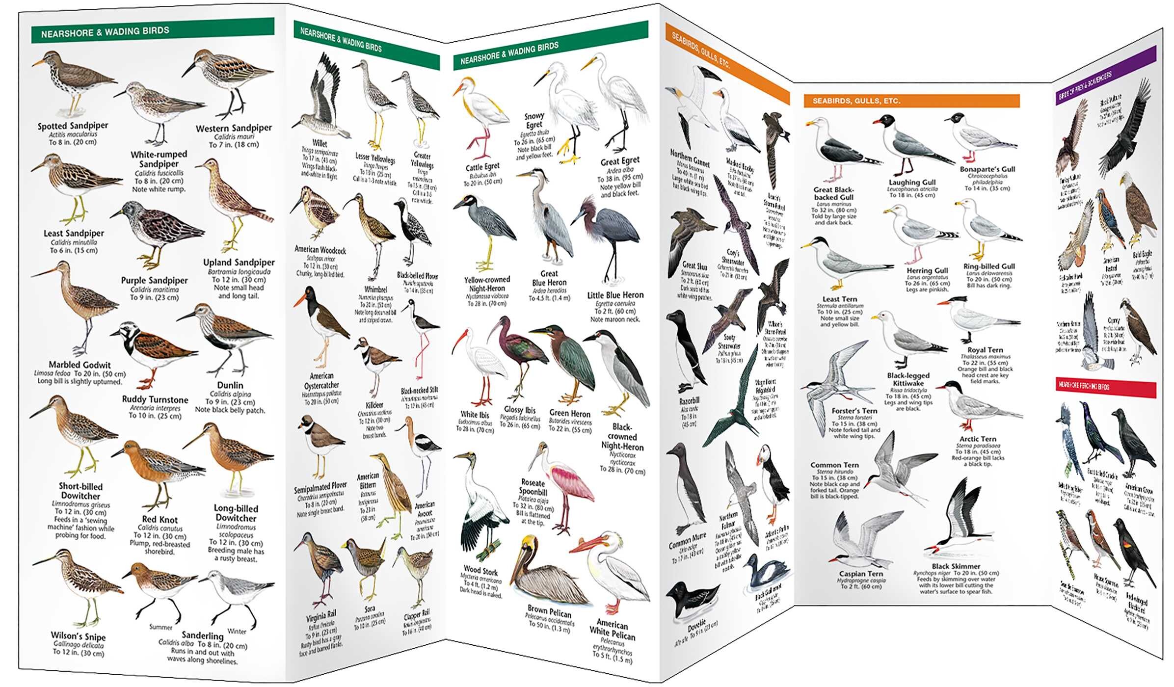 Eastern Coastal Birds, 2nd Ed