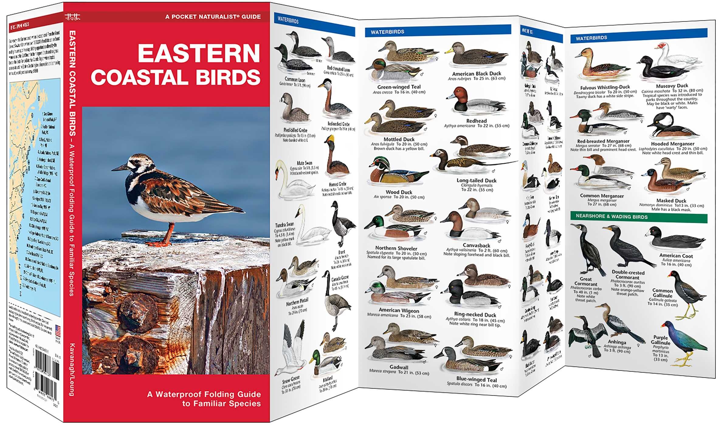 Eastern Coastal Birds