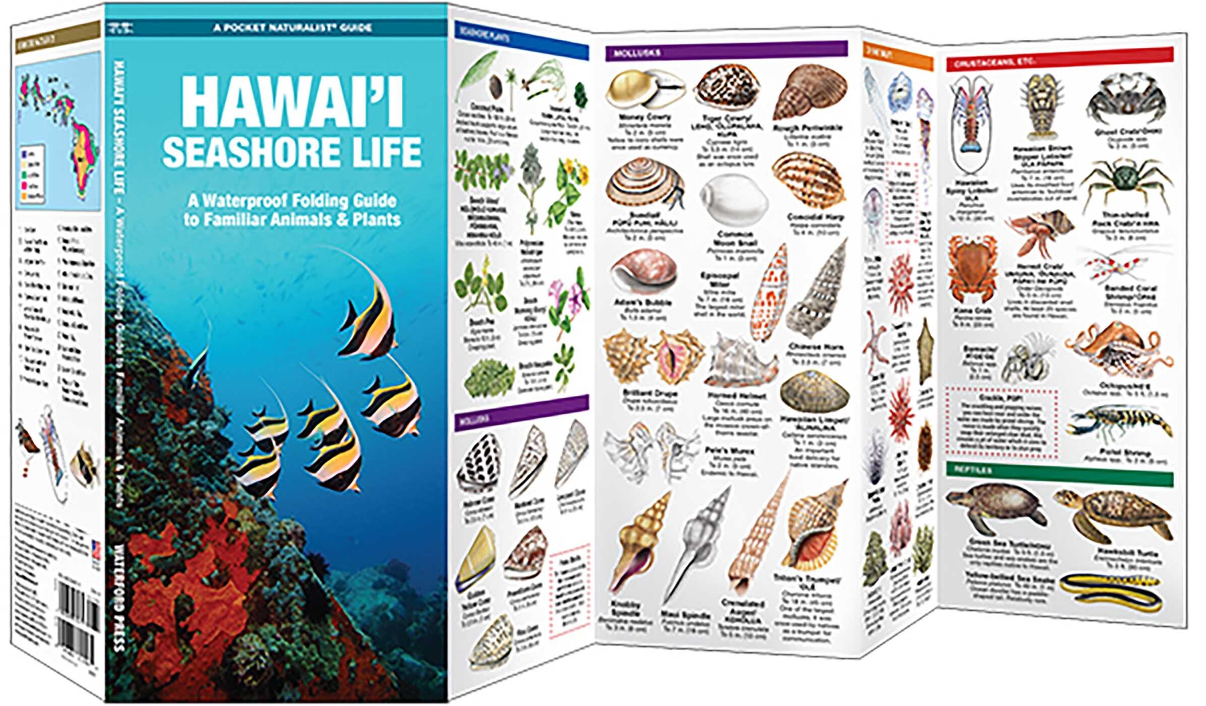 Hawai'i Seashore Life