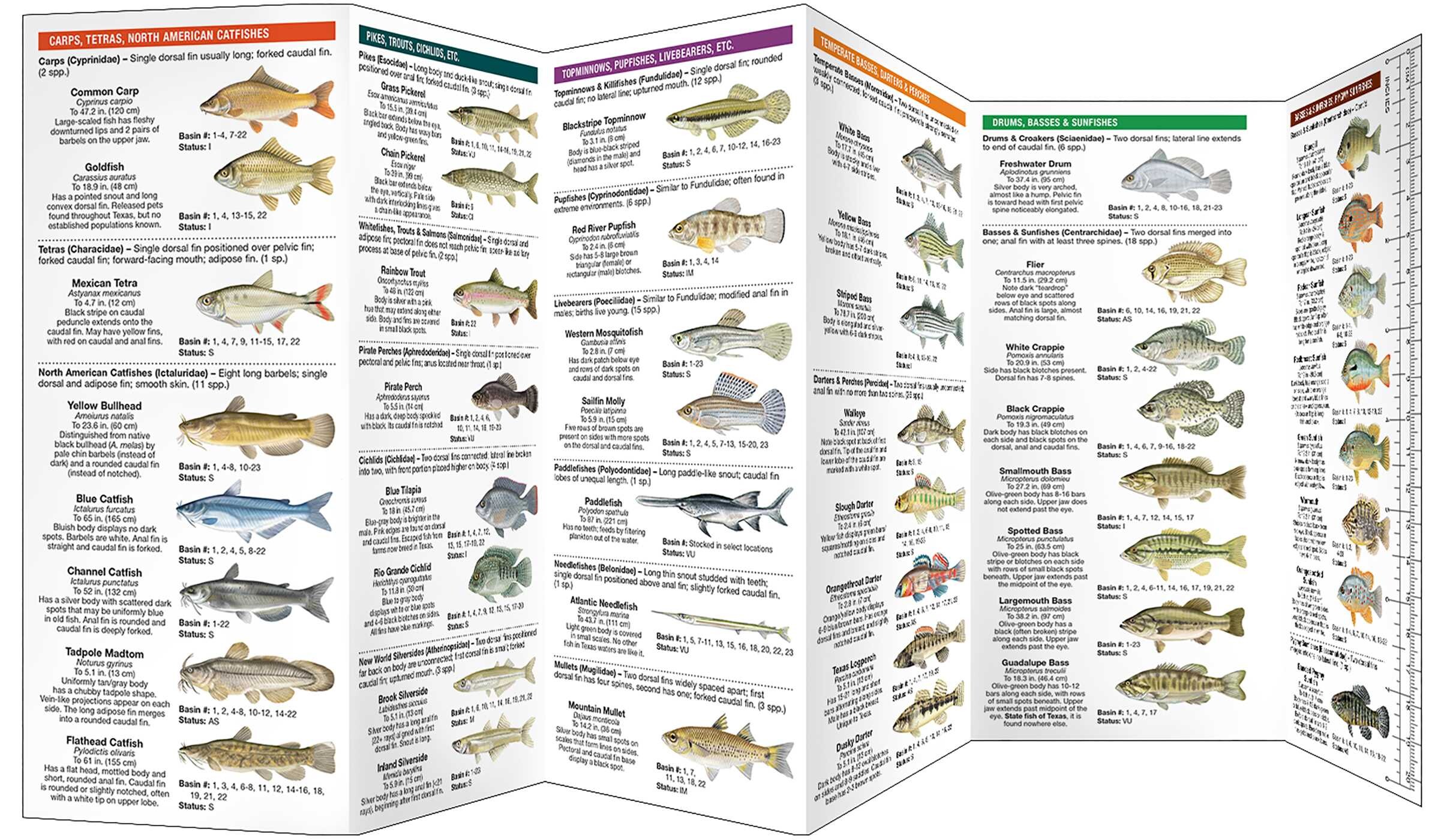 Texas Freshwater Fishes