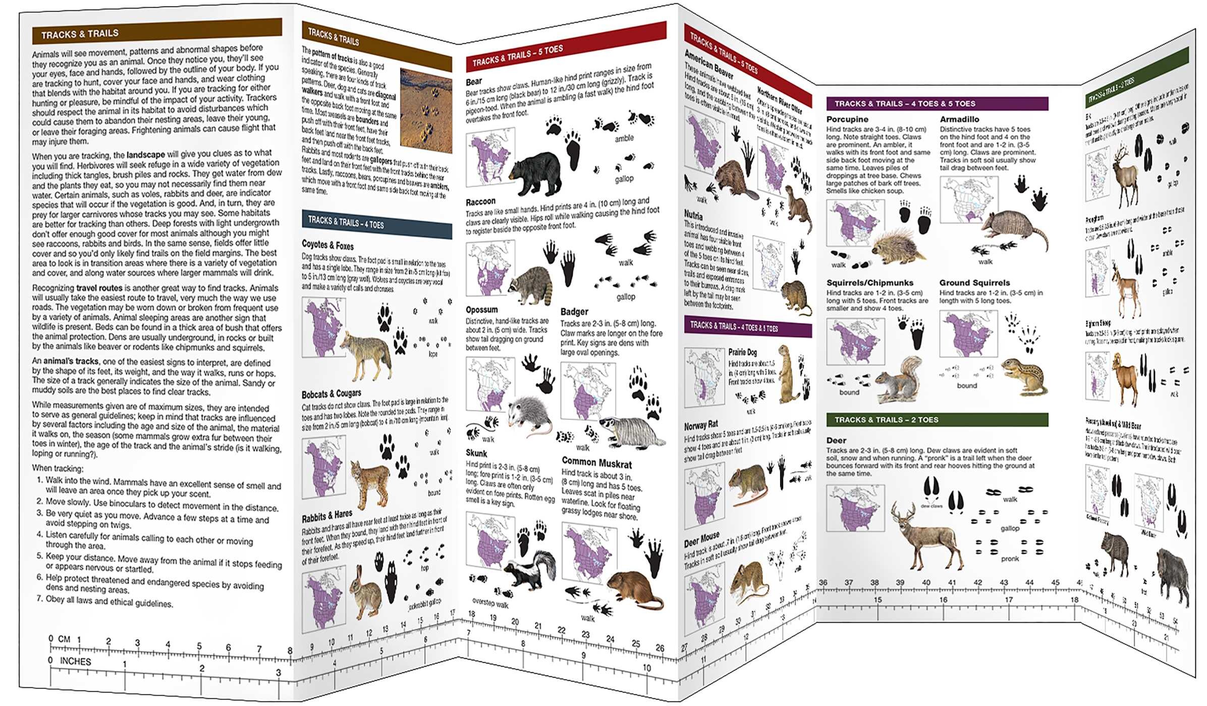 Animal Tracking in Texas