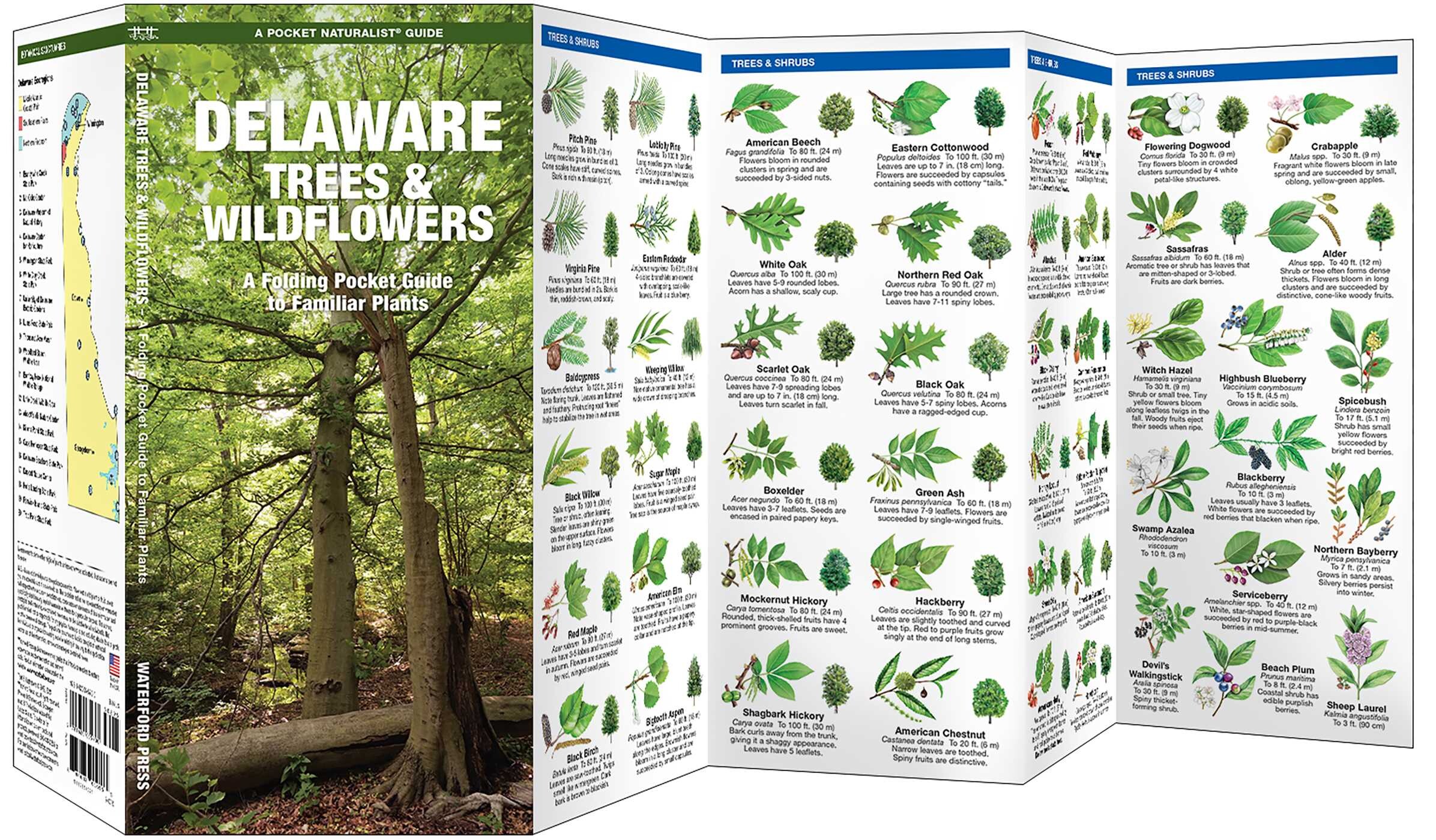 Delaware Trees & Wildflowers