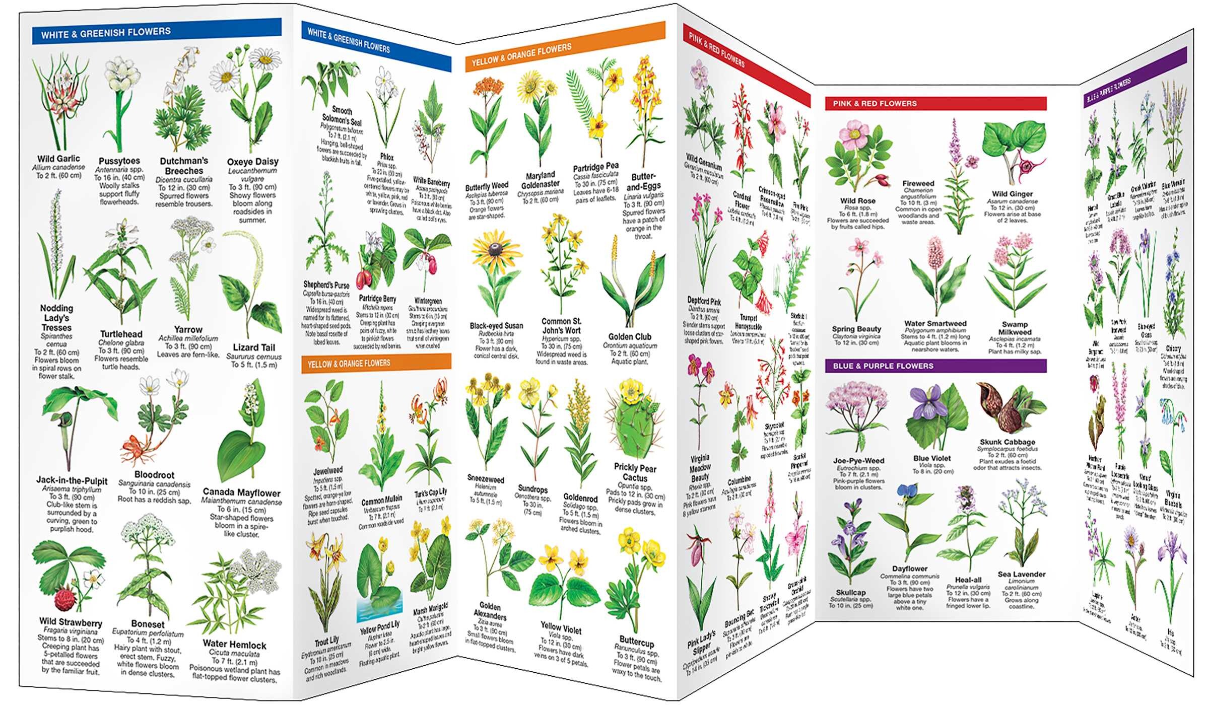 Delaware Trees & Wildflowers