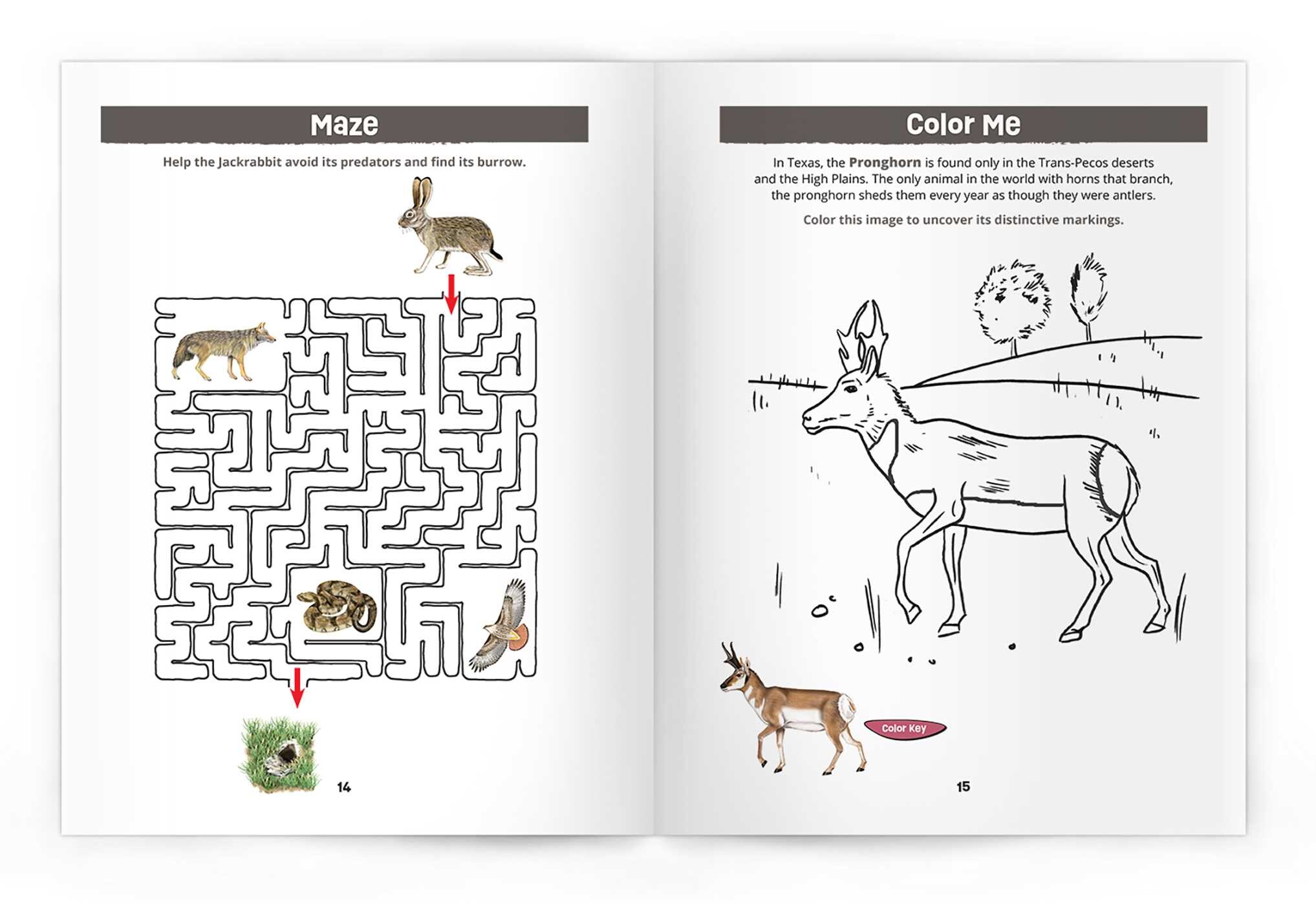 Texas Grasslands Nature Activity Book