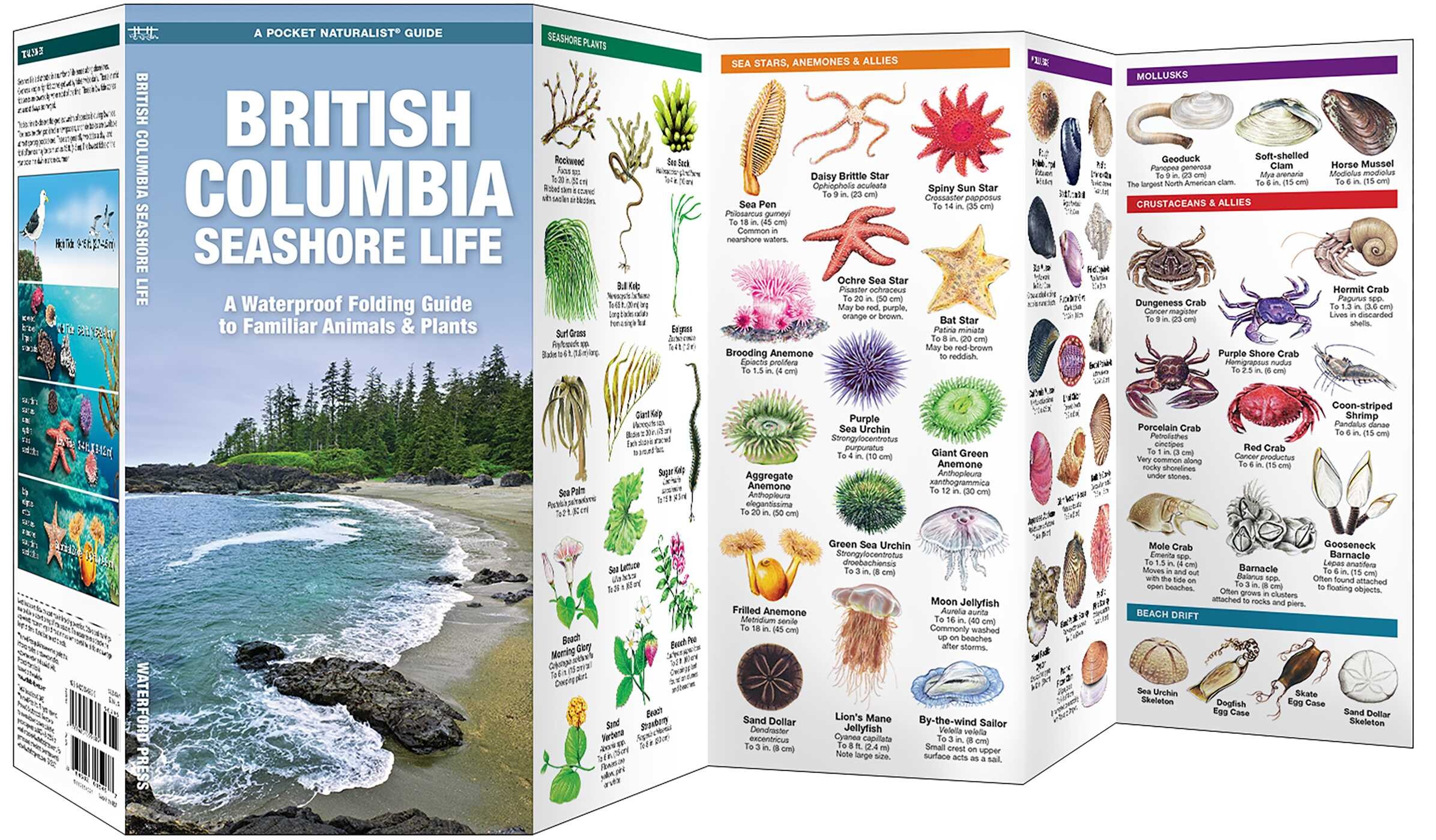 British Columbia Seashore Life