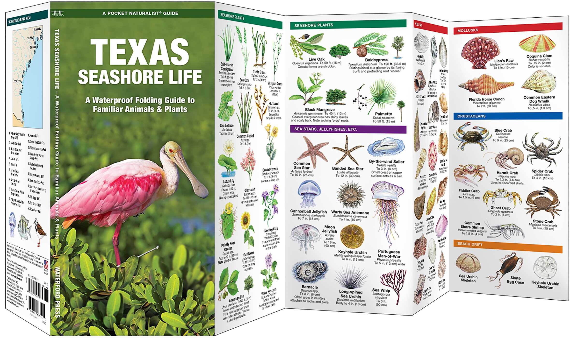 Texas Seashore Life