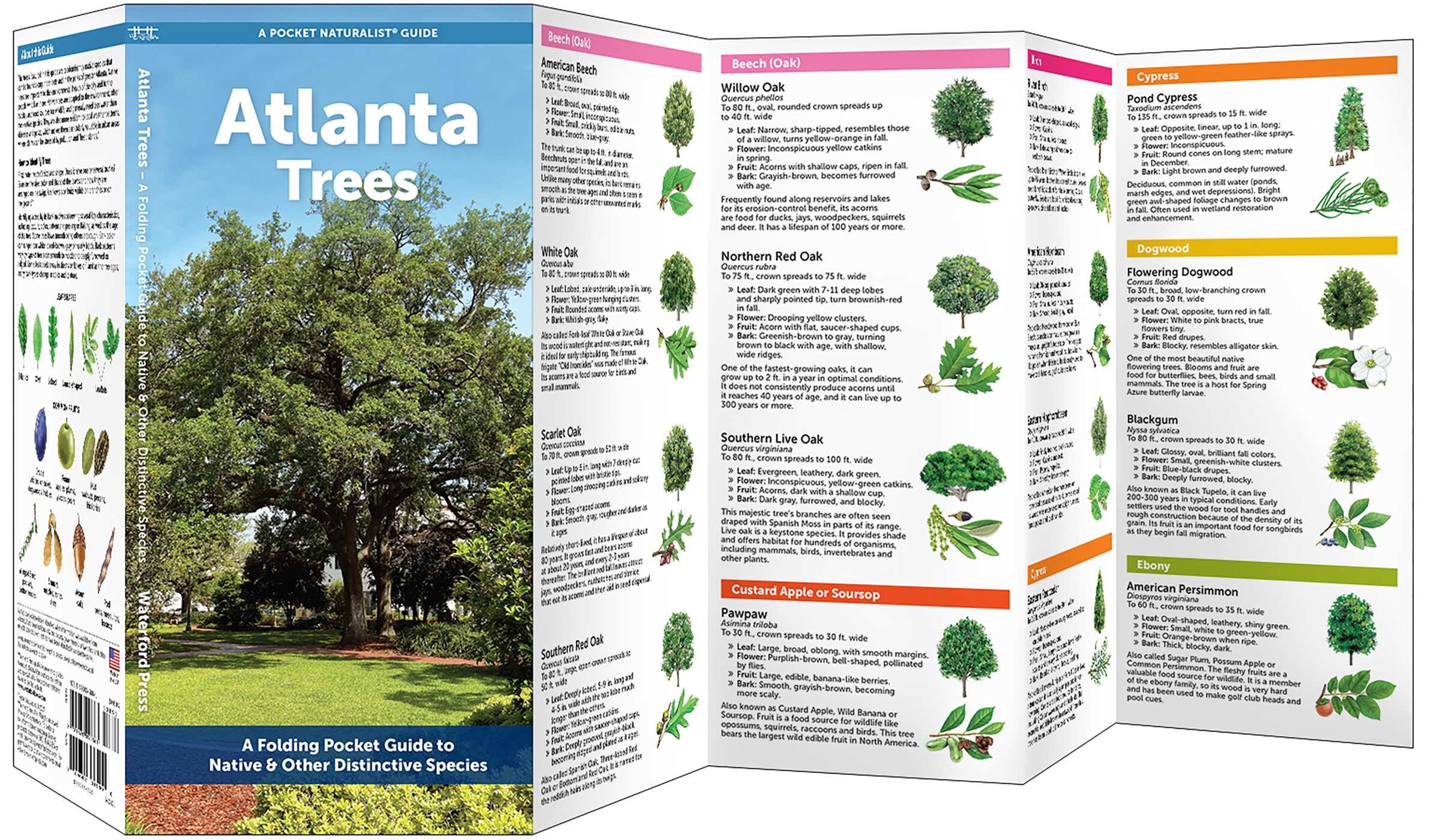Atlanta Trees