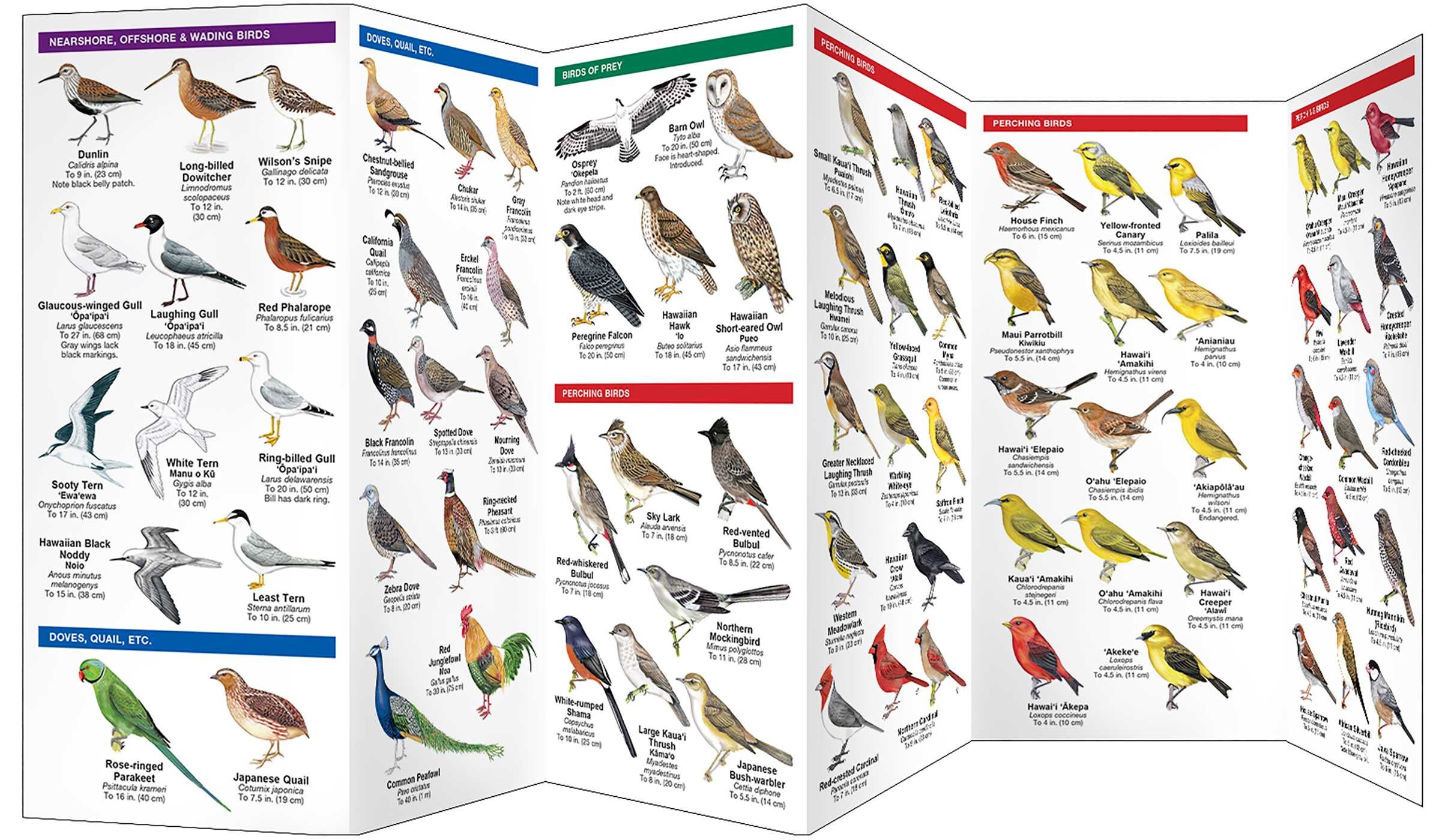 Hawai'i Birds