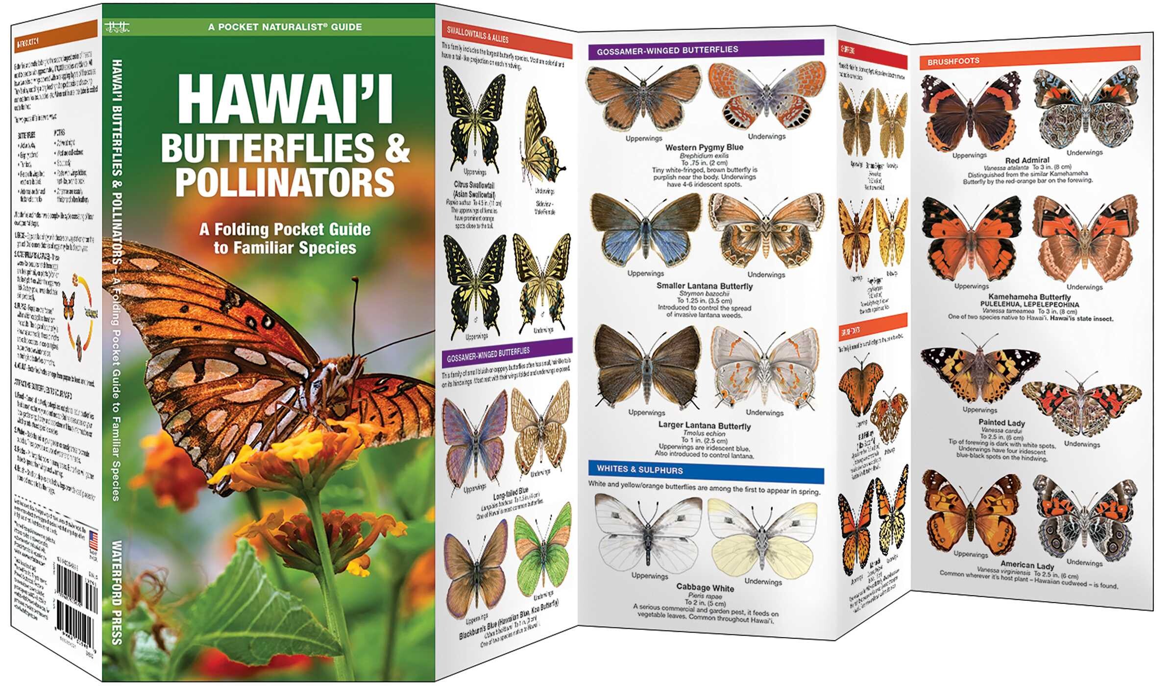 Hawai'i Butterflies & Pollinators