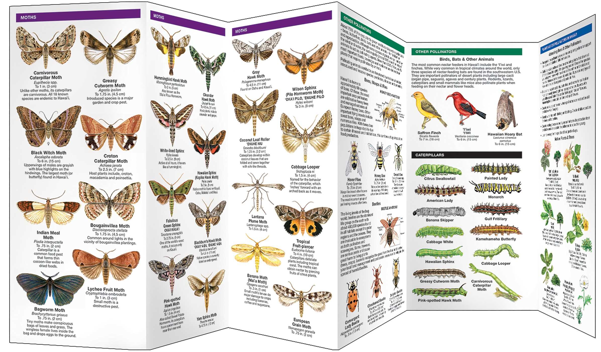 Hawai'i Butterflies & Pollinators
