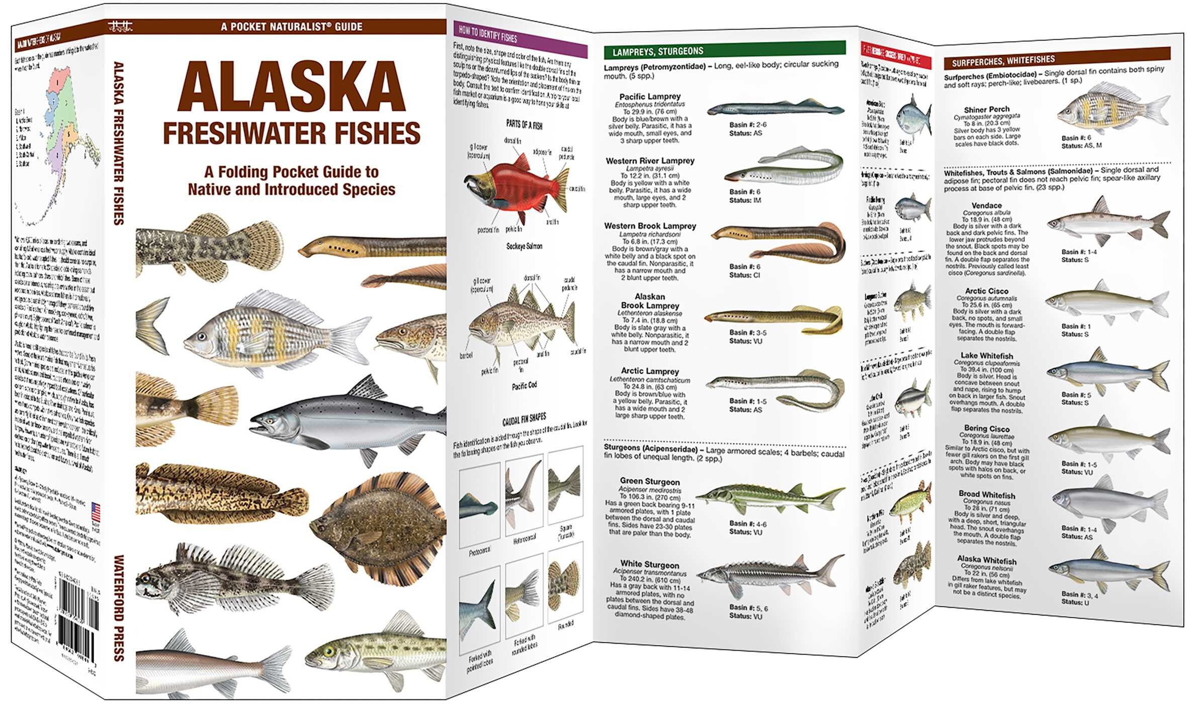 Alaska Freshwater Fishes