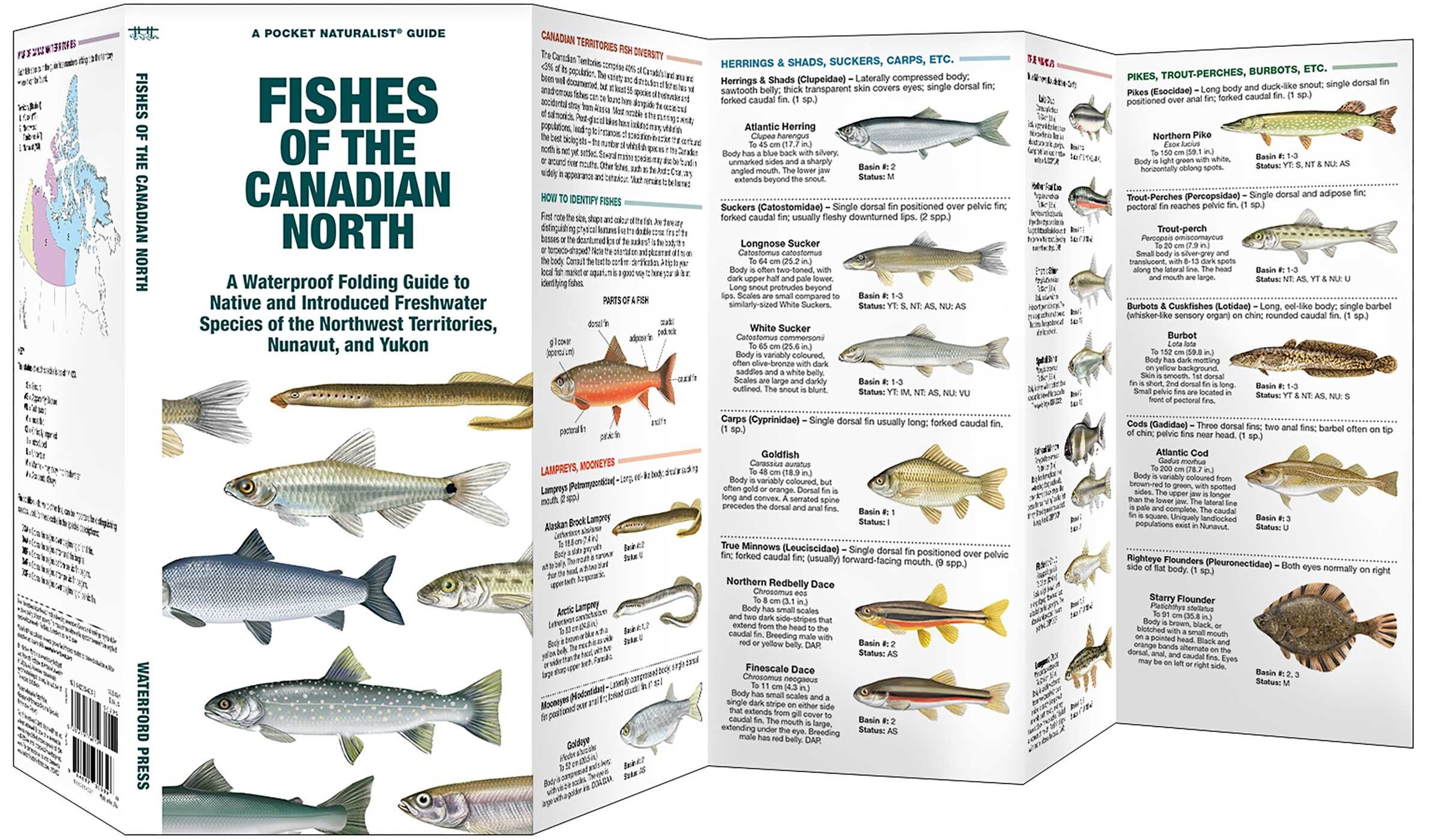 Fishes of the Canadian North