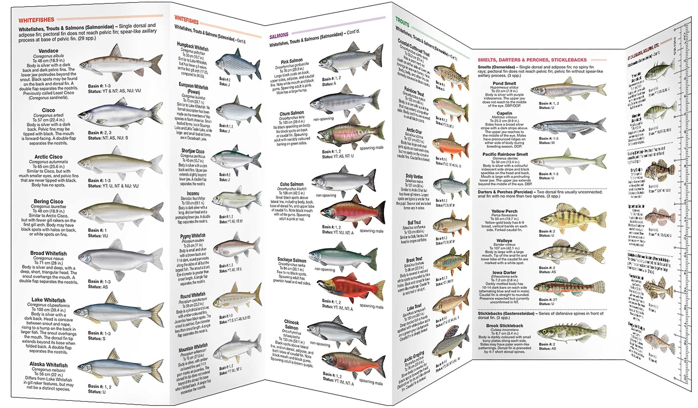 Fishes of the Canadian North