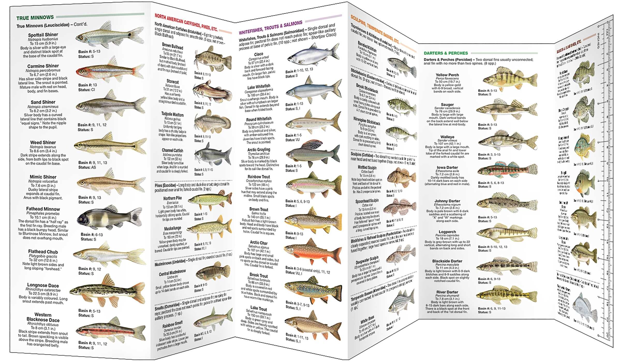 Manitoba Fishes