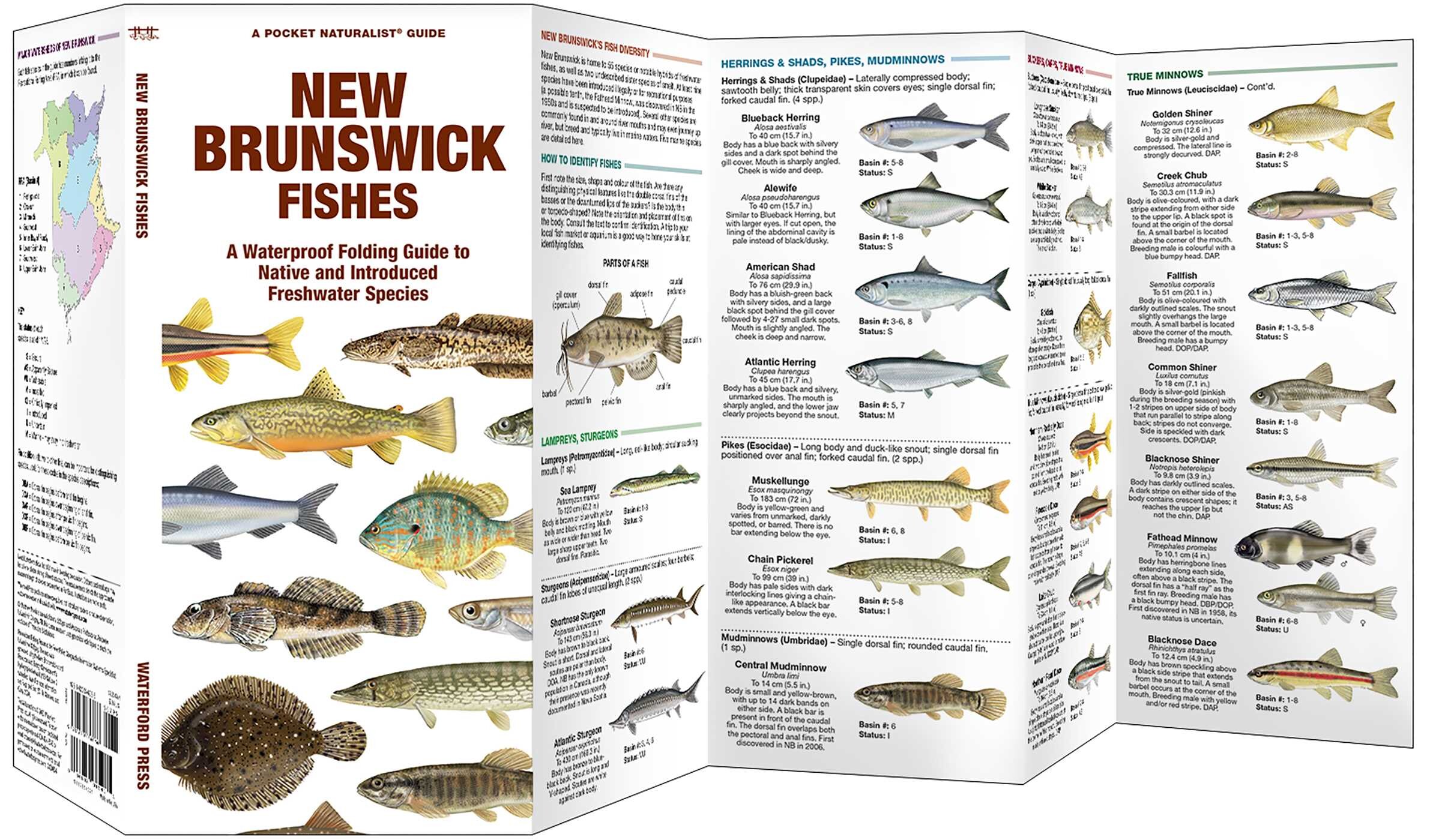 New Brunswick Fishes