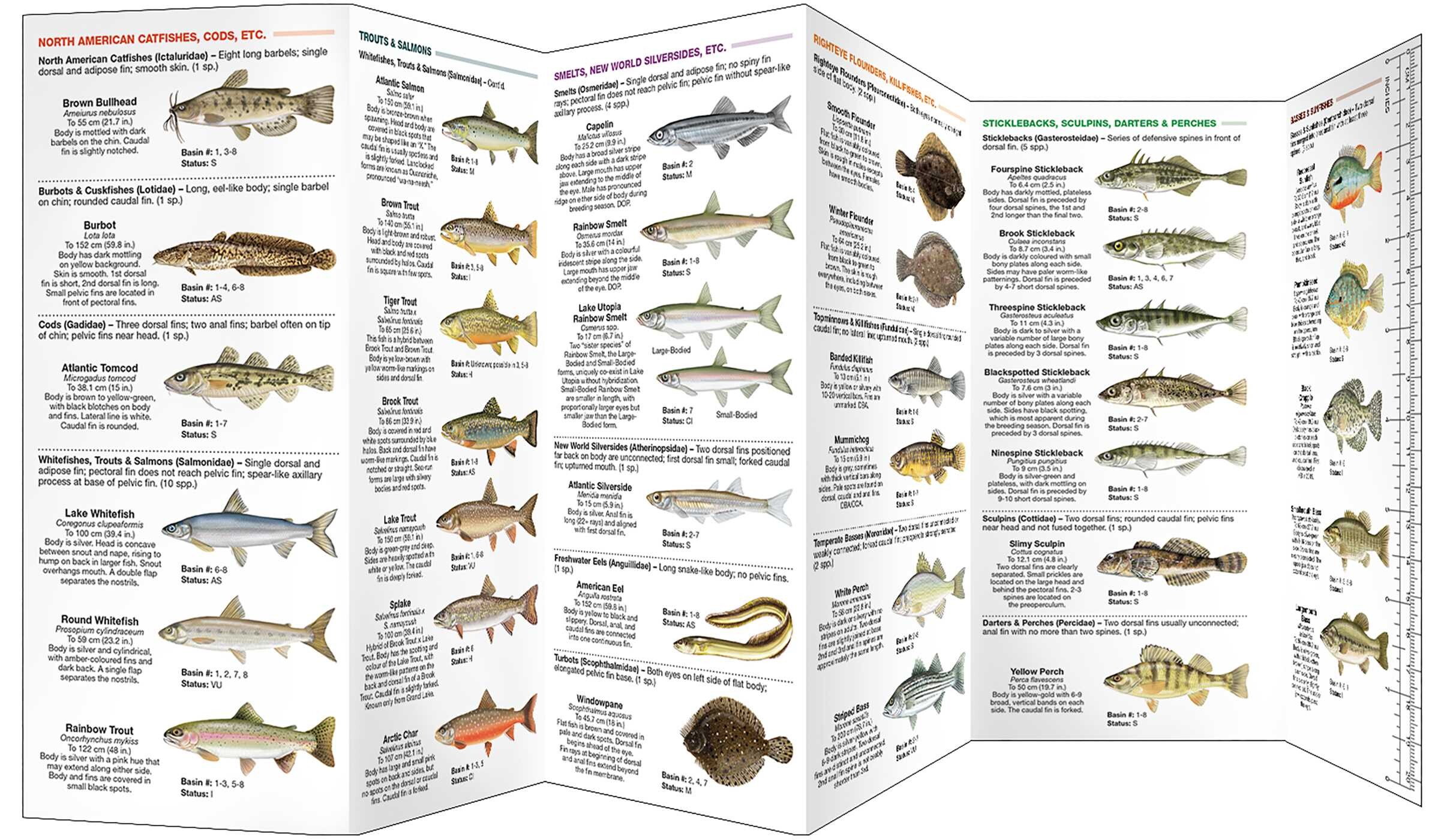 New Brunswick Fishes