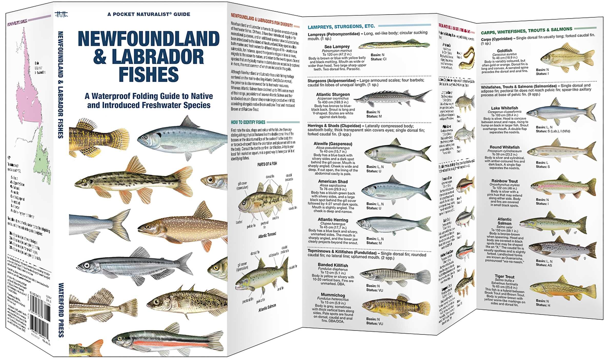 Newfoundland & Labrador Fishes