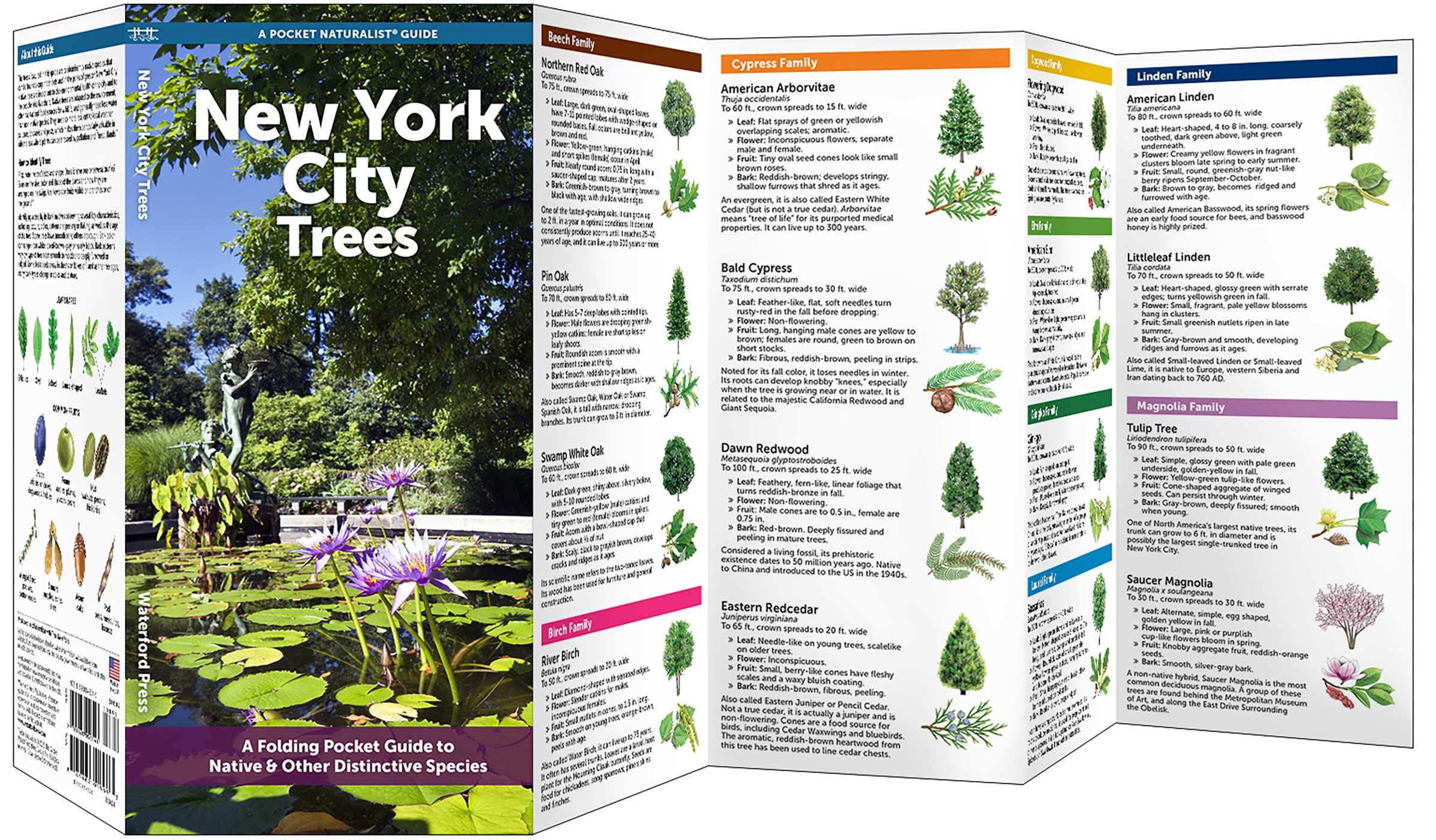 New York City Trees - Book Summary & Video | Official Publisher Page