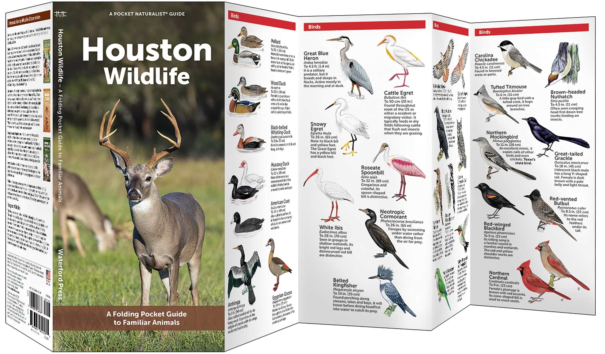 Houston Wildlife