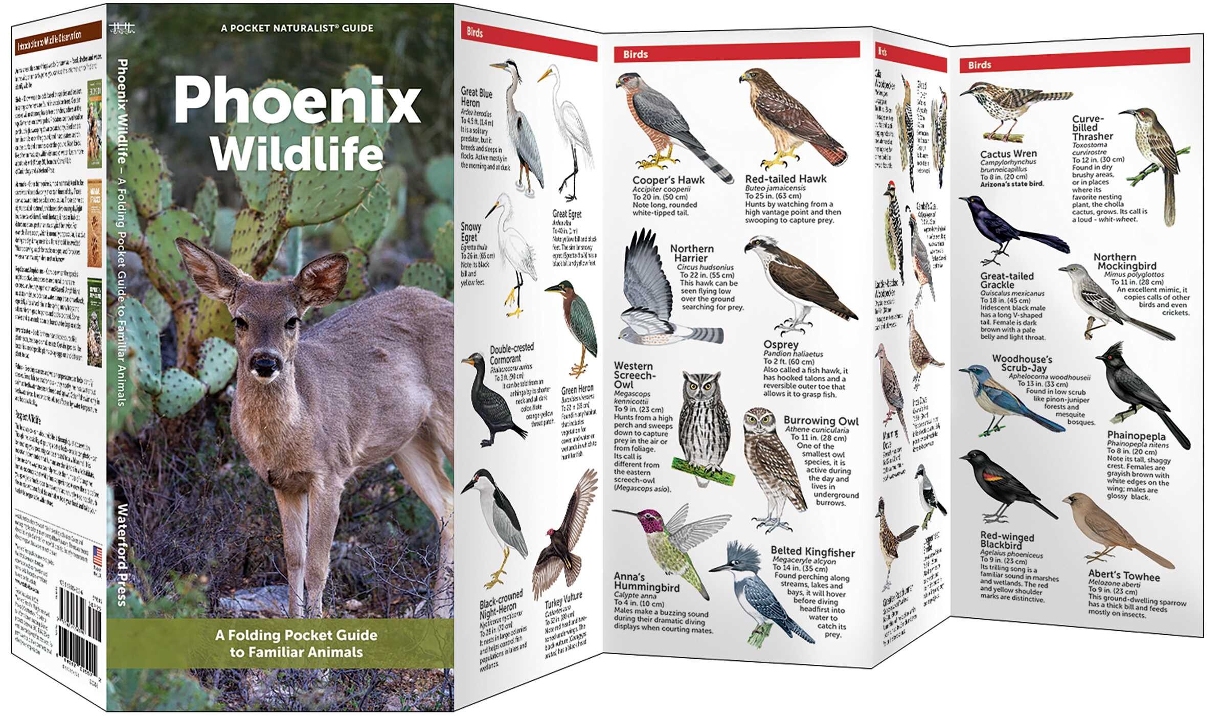 Phoenix Wildlife
