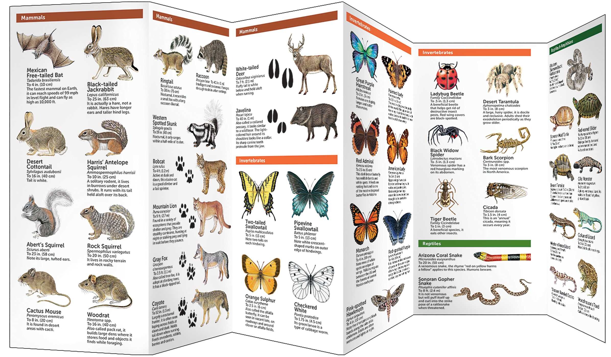 Phoenix Wildlife