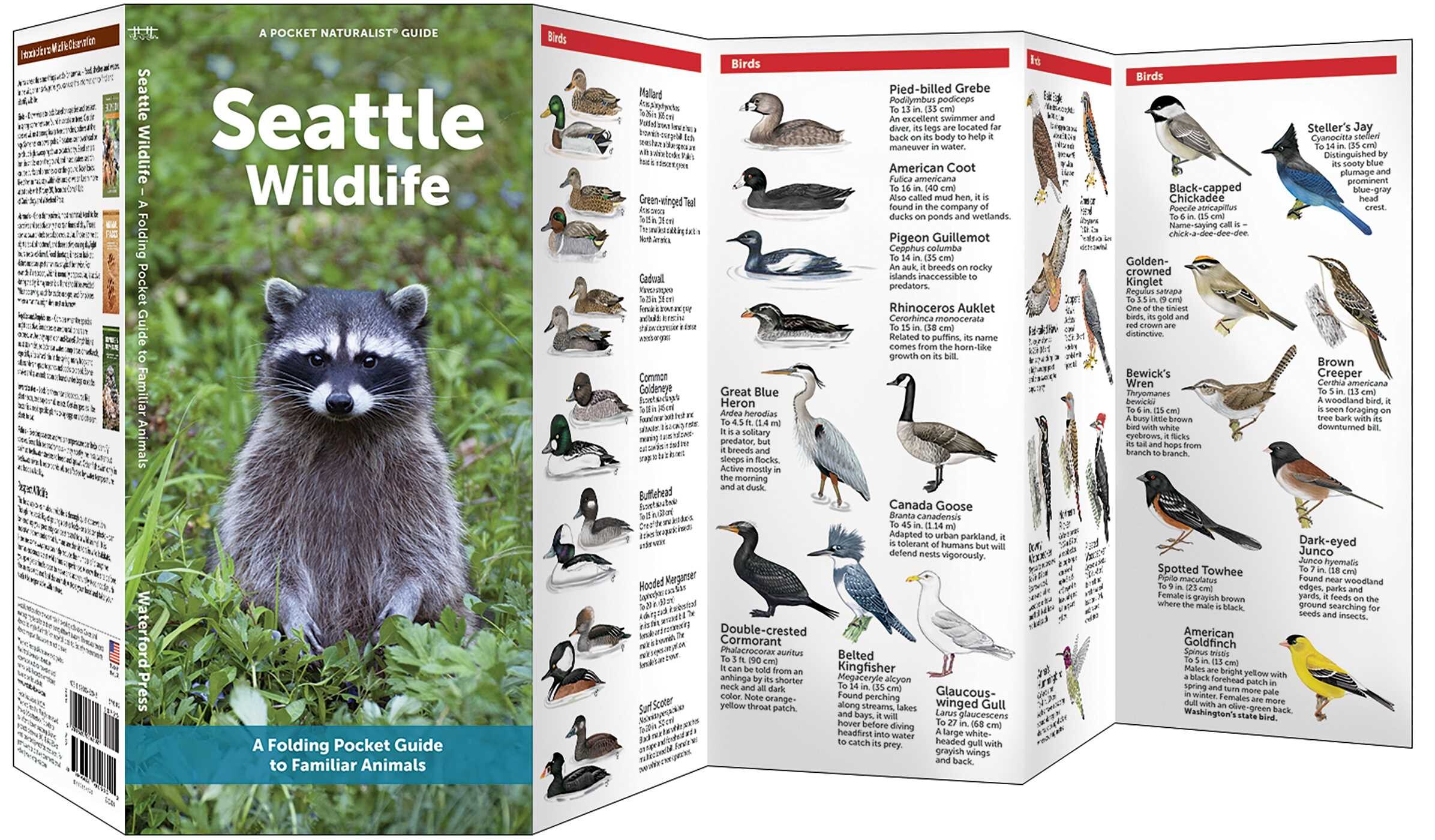 Seattle Wildlife