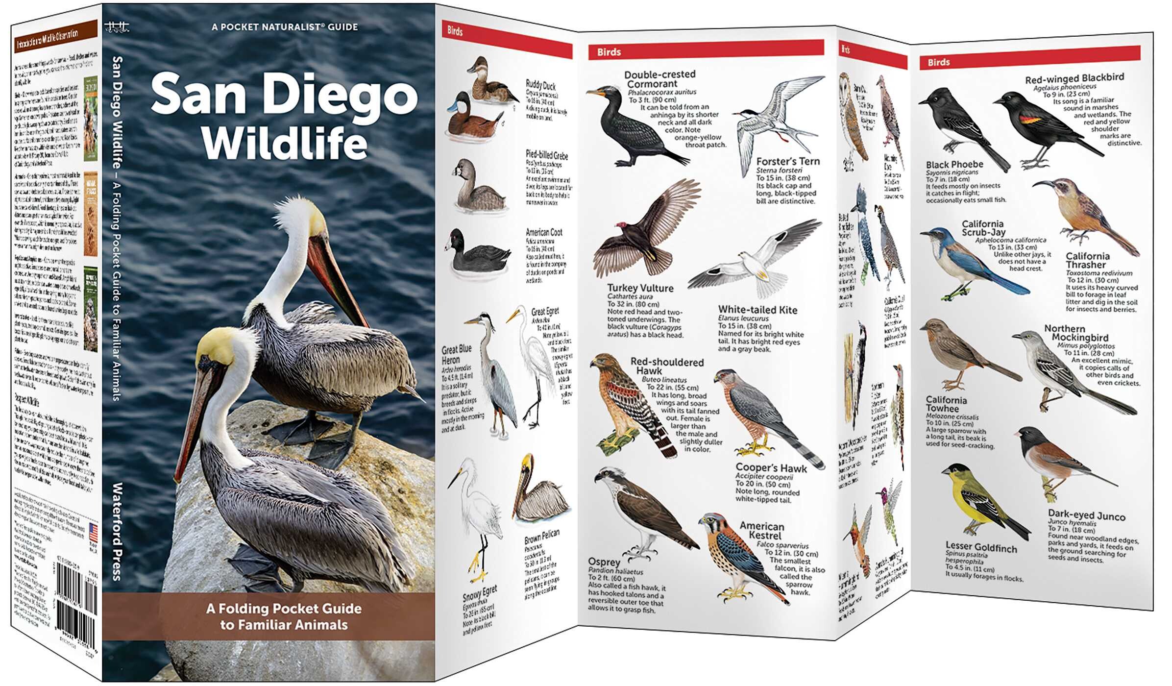 San Diego Wildlife