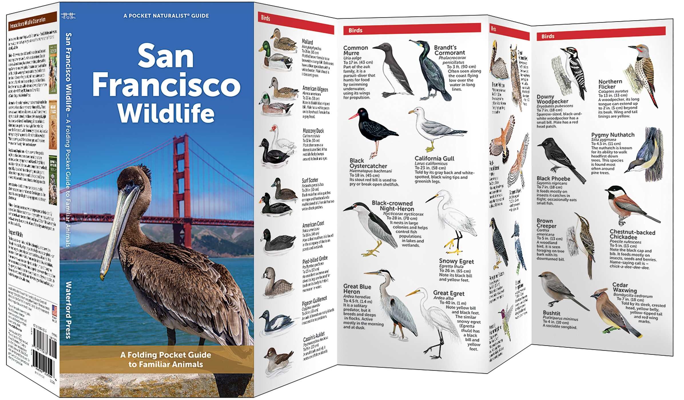 San Francisco Wildlife