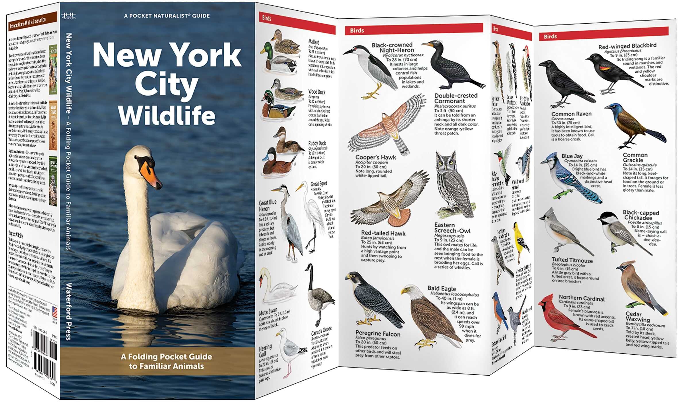 Navigating the NYC Branding Ecosystem