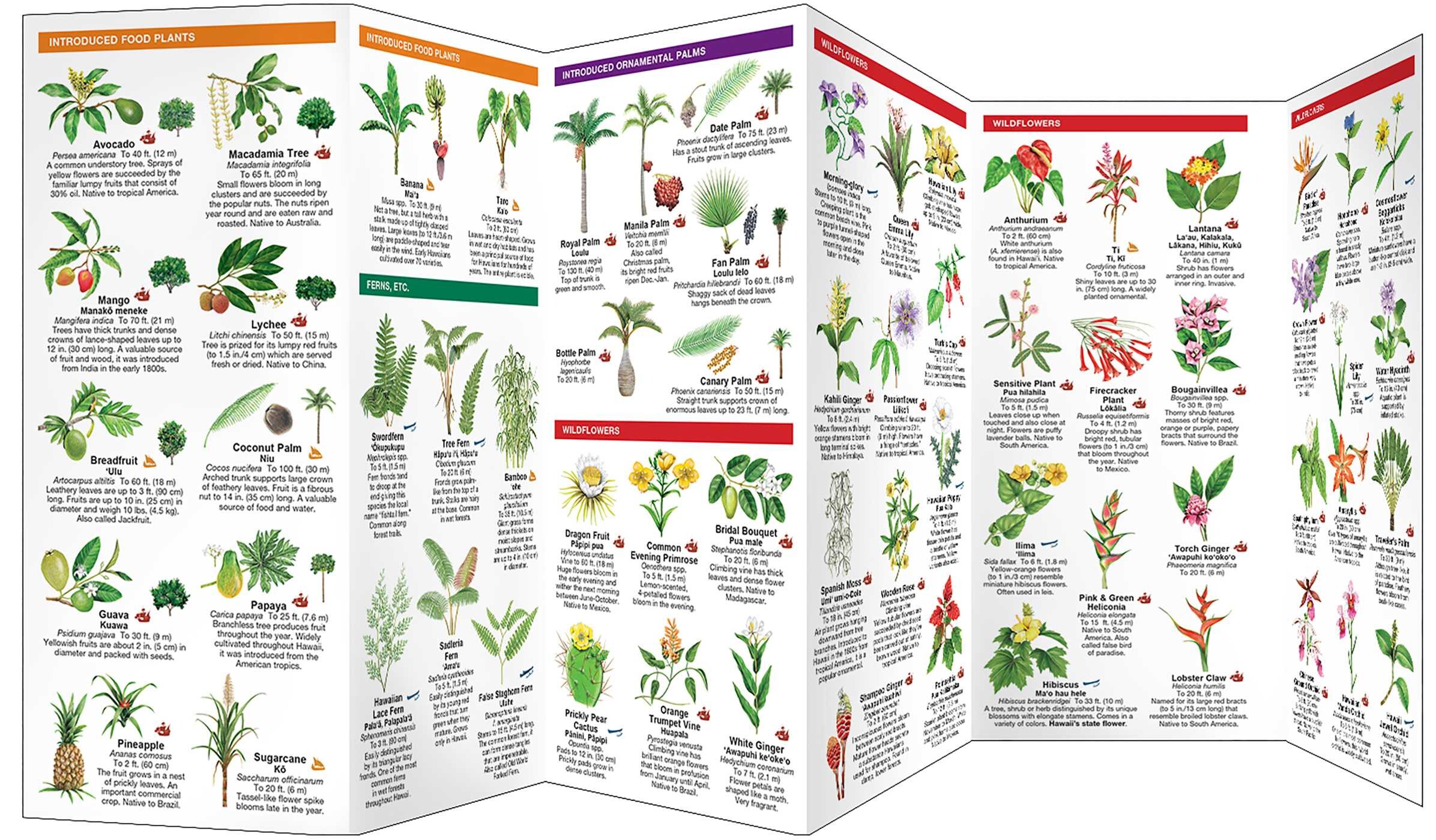 Hawai'i Trees & Wildflowers