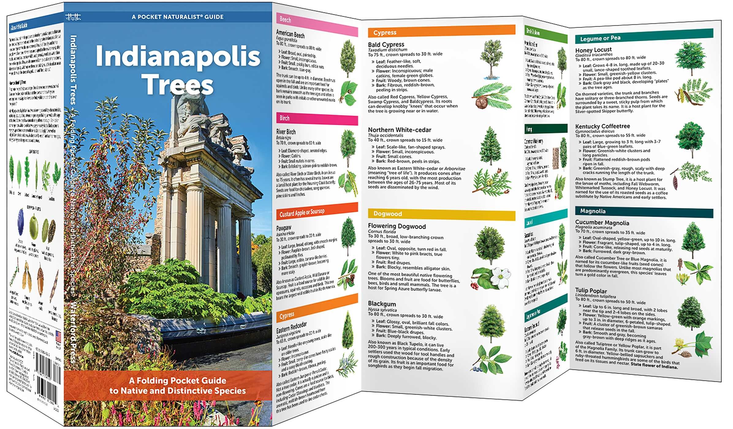 Indianapolis Trees